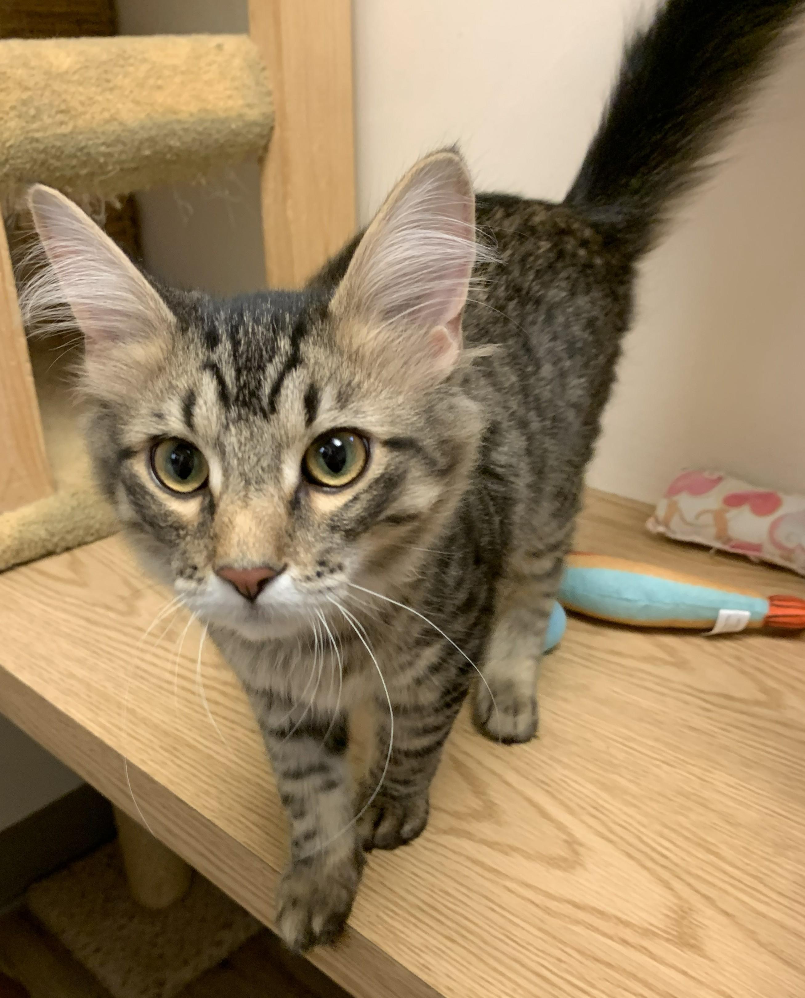 Guinness26, an adopted Domestic Long Hair in Milwaukee, WI image 4/6