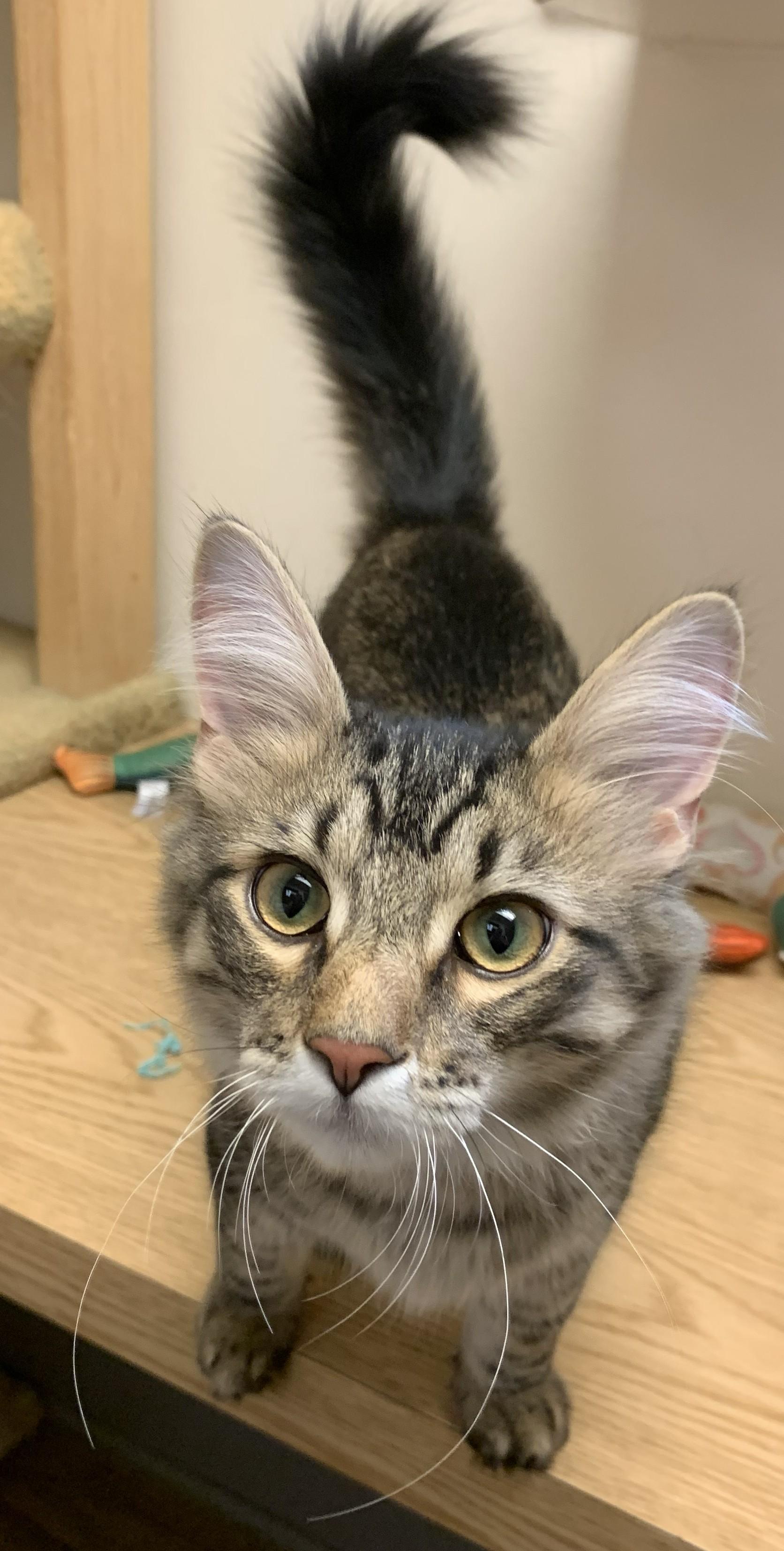 Guinness26, ADOPTABLE, Kitten Male Domestic Long Hair.