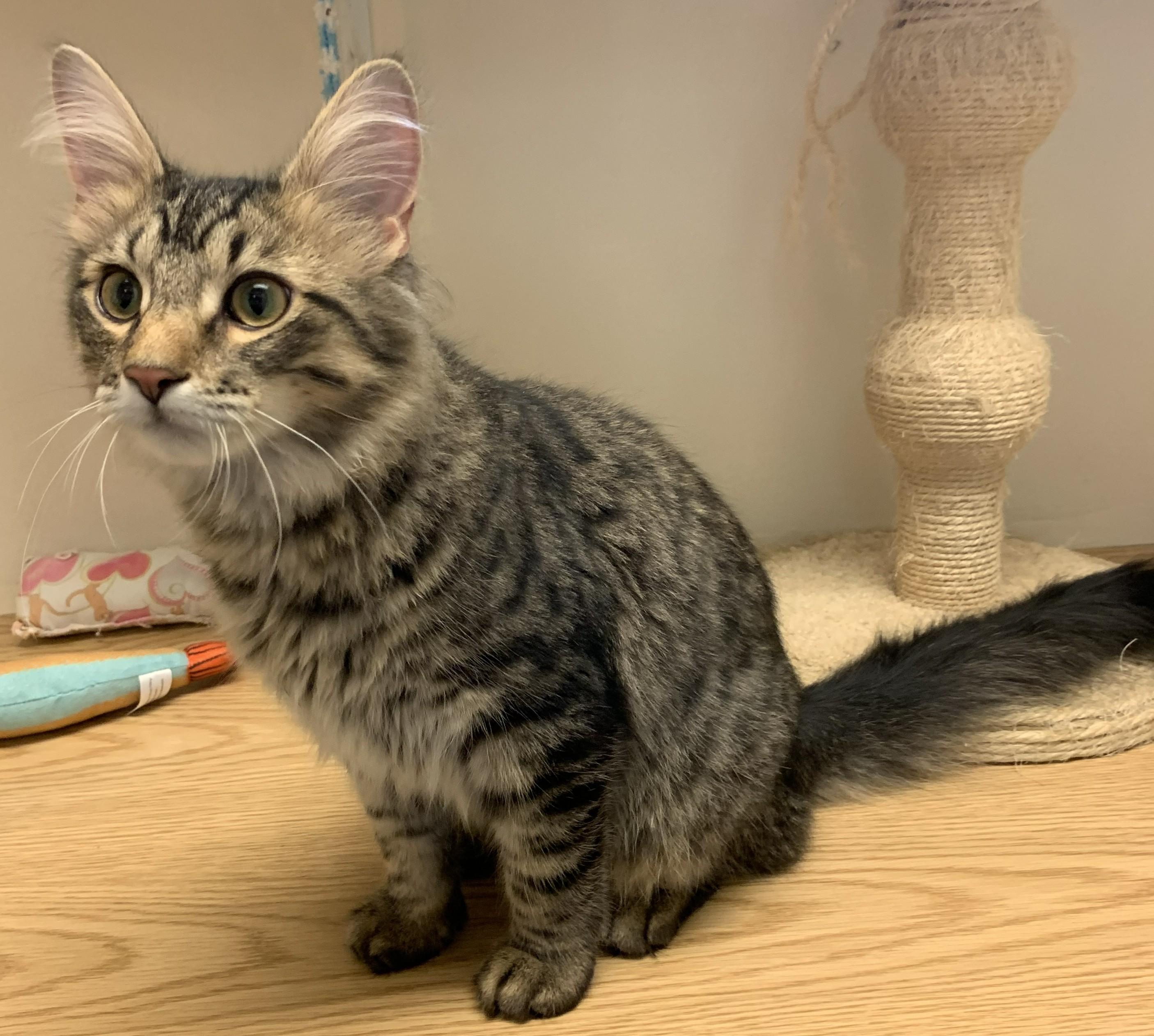 Guinness26, an adopted Domestic Long Hair in Milwaukee, WI image 2/6