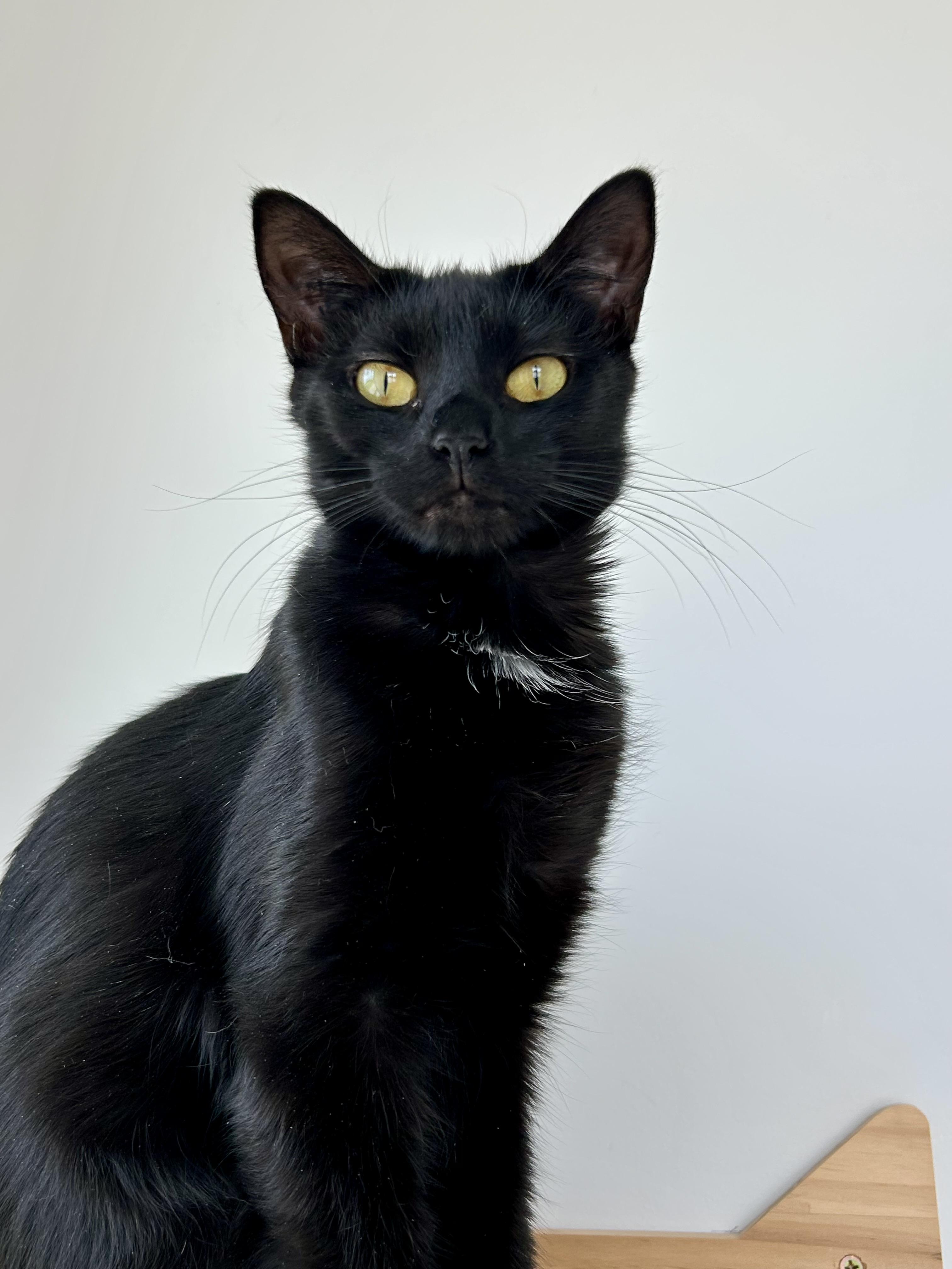 Ronin, a Adoptable mixed breed in Steinbach, MB image 2/6