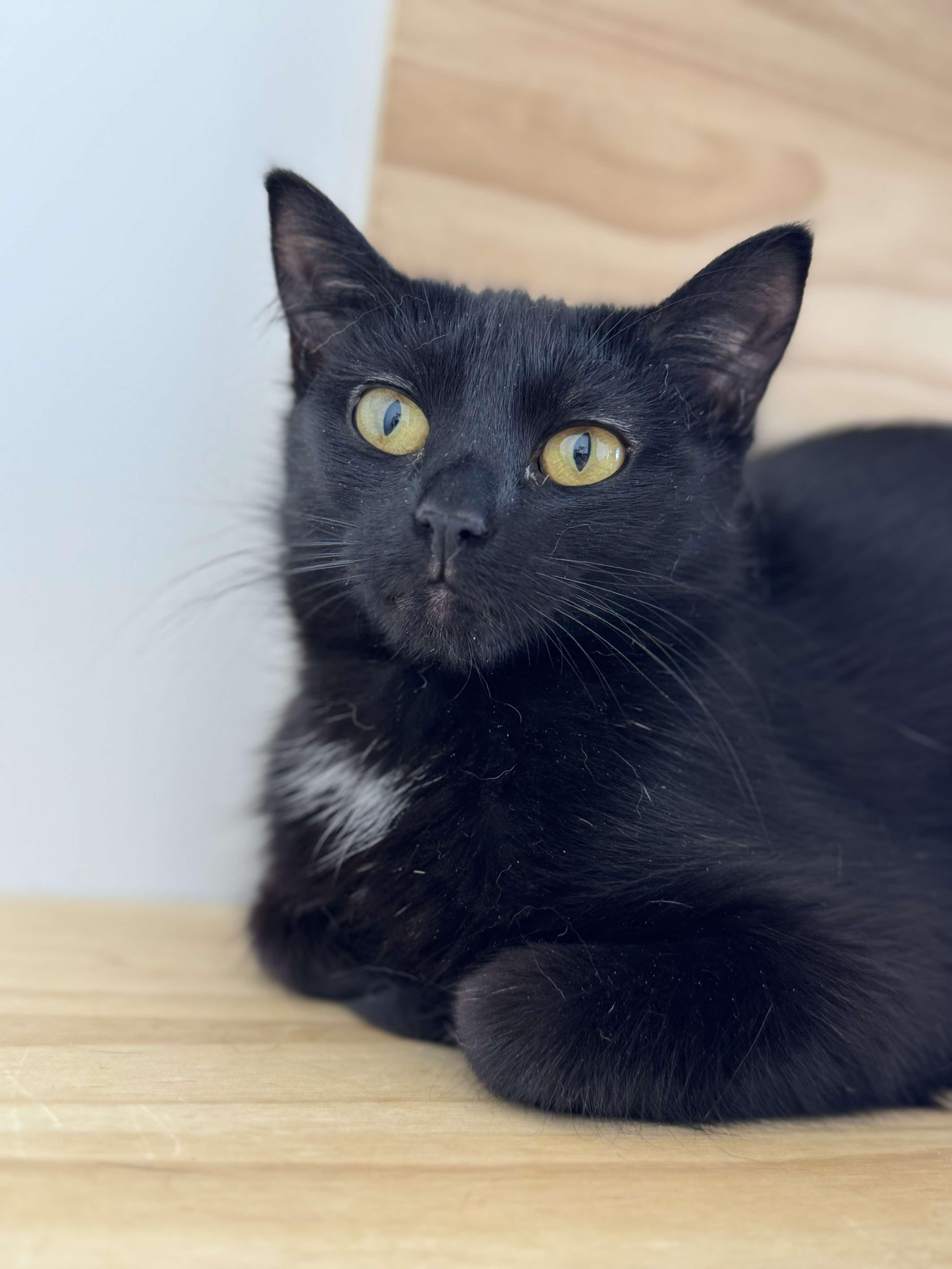 Ronin, a Adoptable mixed breed in Steinbach, MB image 3/6