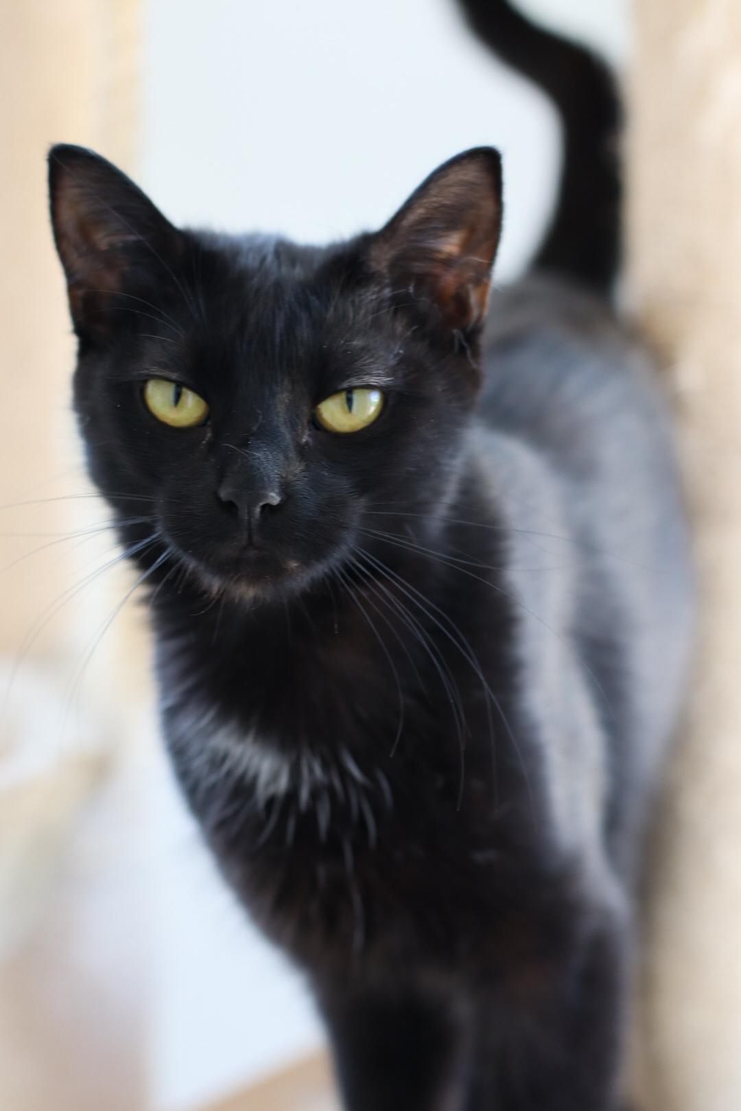 Ronin, a Adoptable mixed breed in Steinbach, MB image 4/6