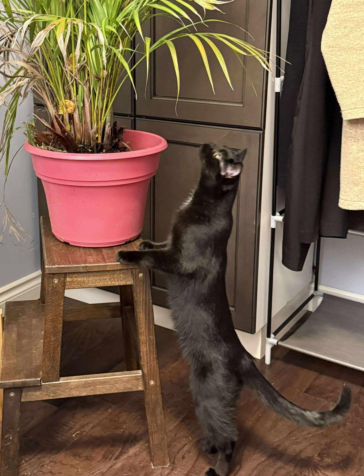 Ronin, a Adoptable mixed breed in Steinbach, MB image 6/6