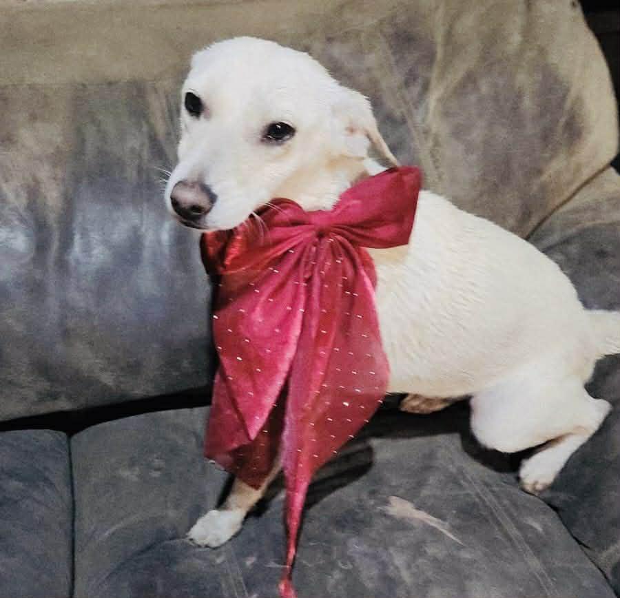 Enlarge Molly, a Adoptable mixed breed in San Diego , CA image 2/3