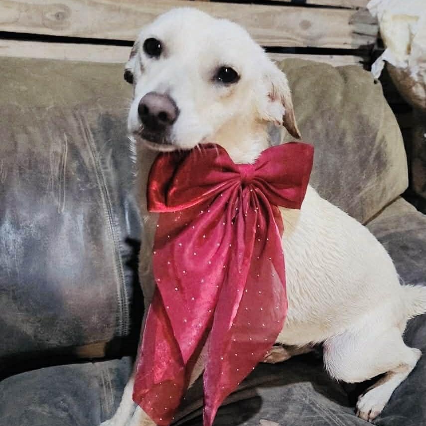 Enlarge Molly, a Adoptable mixed breed in San Diego , CA image 1/3