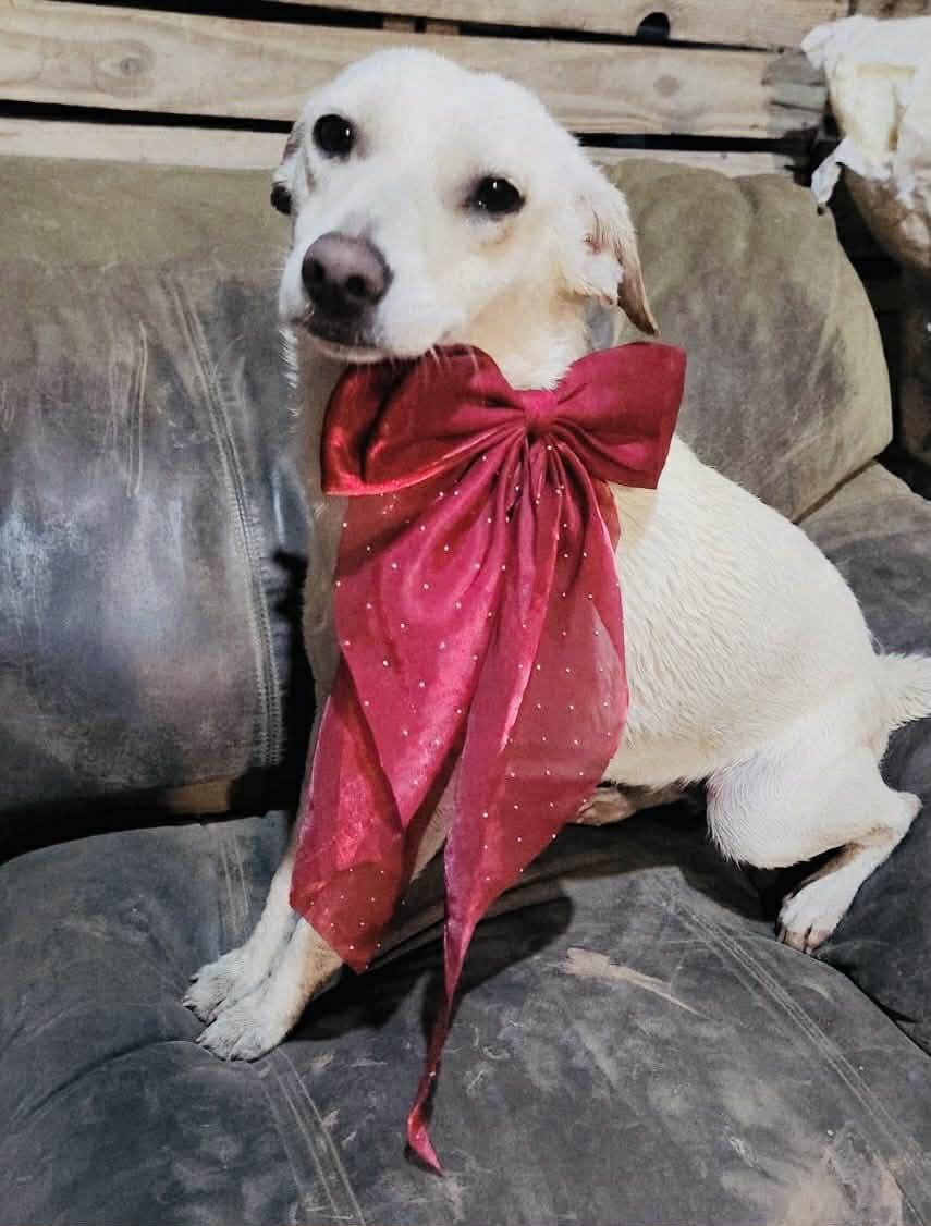 Enlarge Molly, a Adoptable mixed breed in San Diego , CA image 3/3