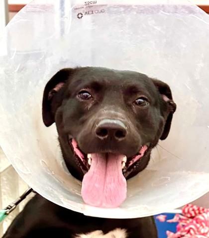 Enlarge Jacobi Furlordi, a Adoptable mixed breed in Washington, DC image 1/2