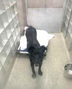 Enlarge Jacobi Furlordi, a Adoptable mixed breed in Washington, DC image 2/2