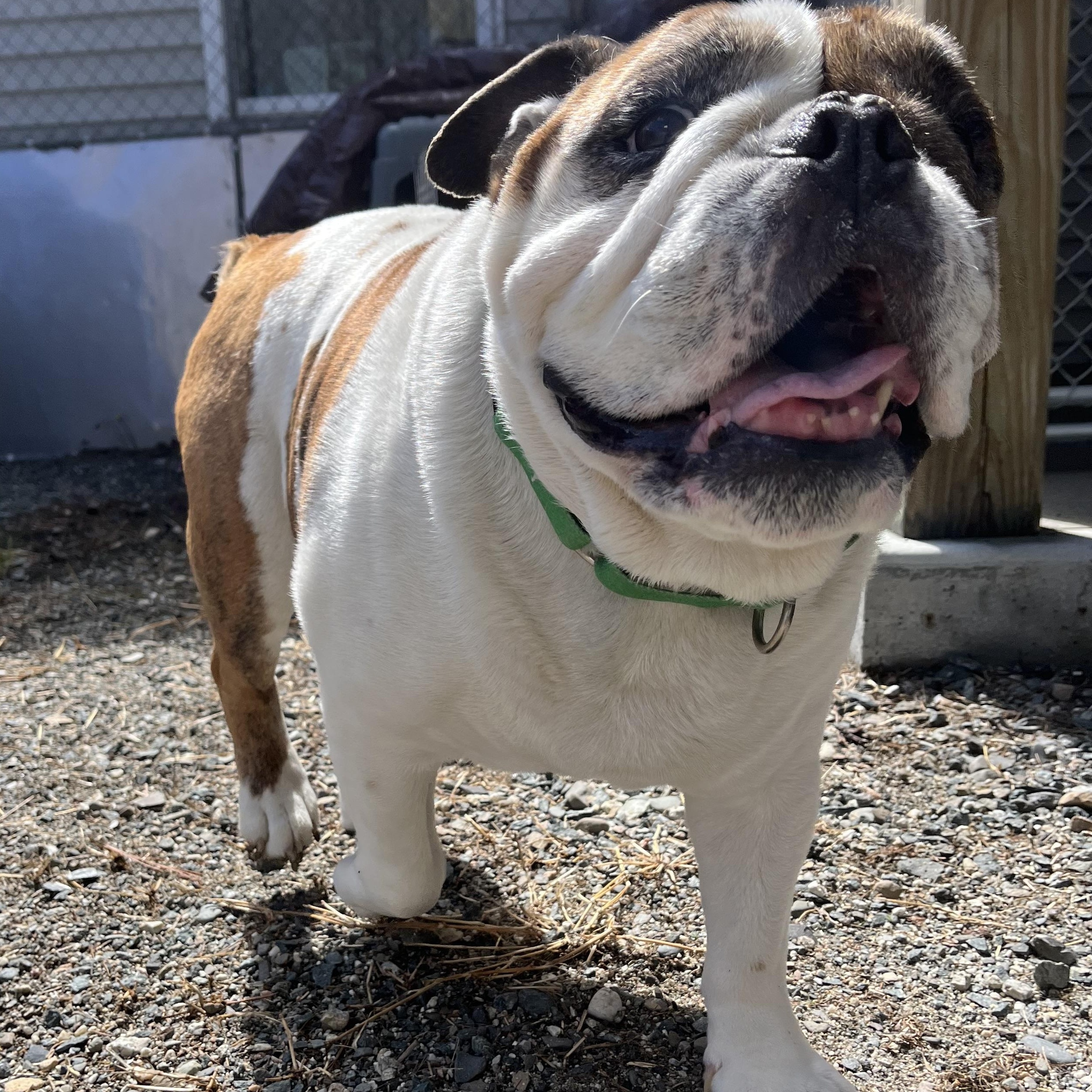 Isley (Eye-lee), an adoptable Bulldog in Cherryfield, ME image 2/4