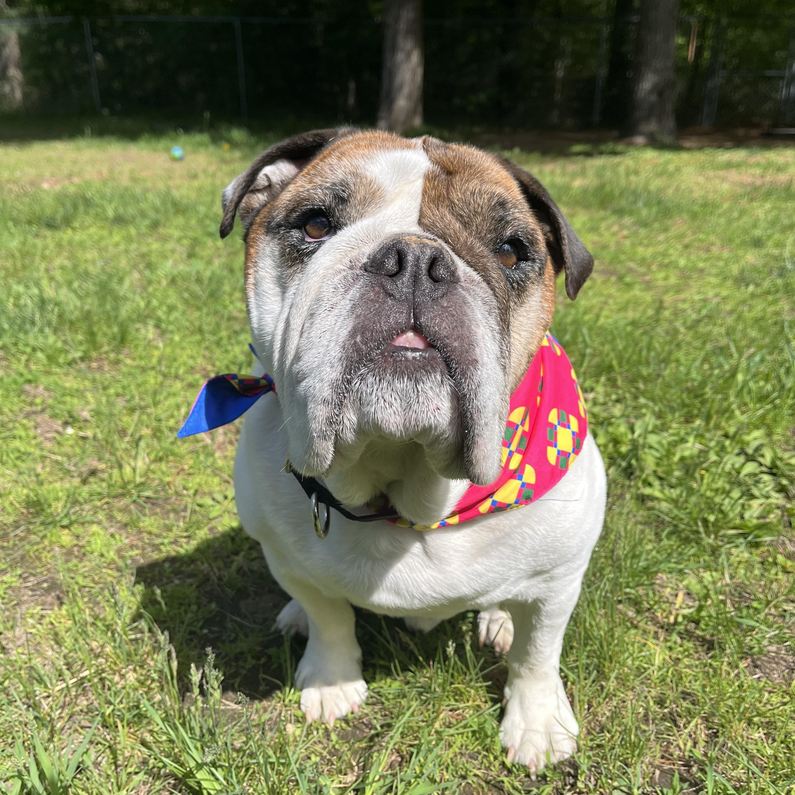 Isley (Eye-lee), adoptable, Senior Male Bulldog.