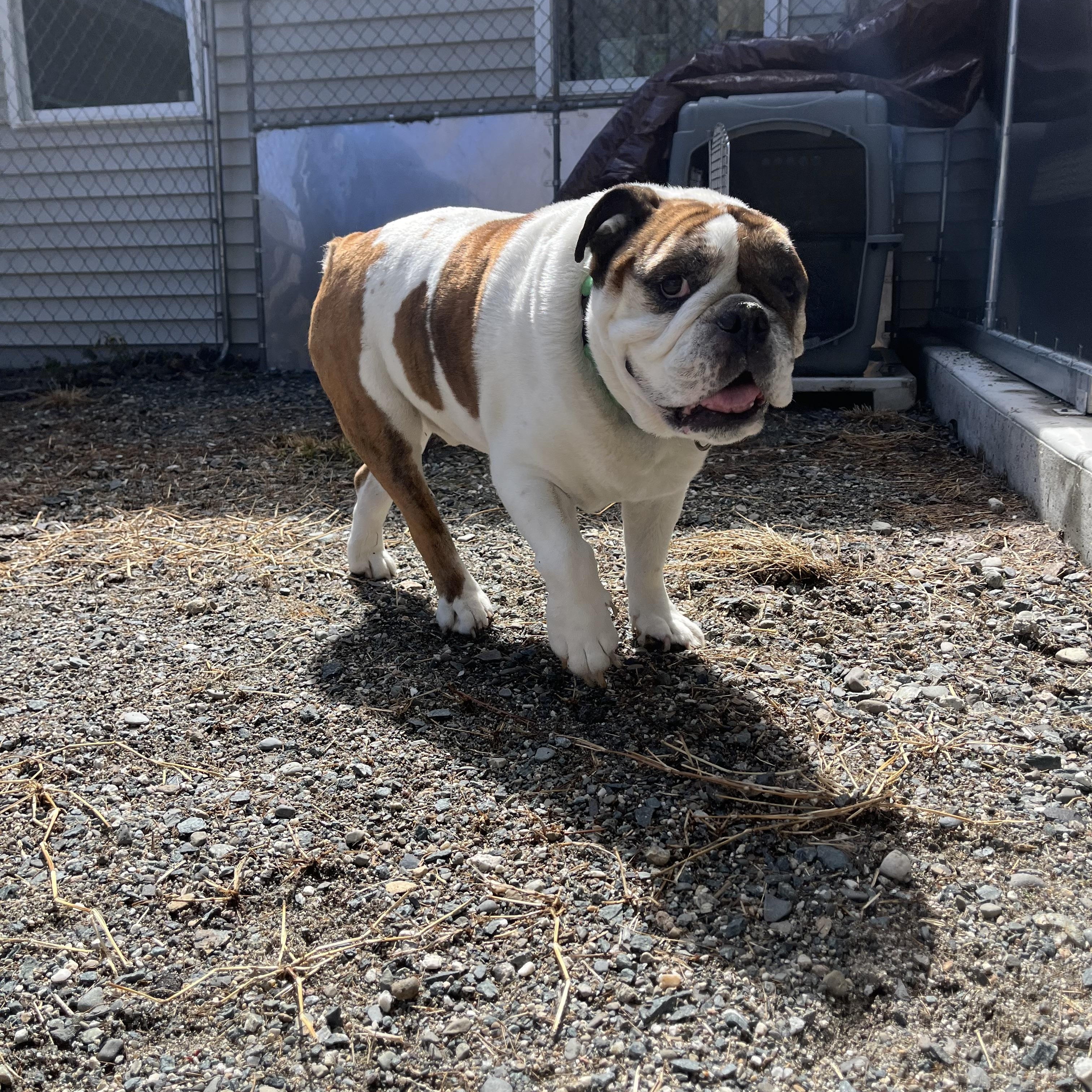 Isley (Eye-lee), an adoptable Bulldog in Cherryfield, ME image 4/4