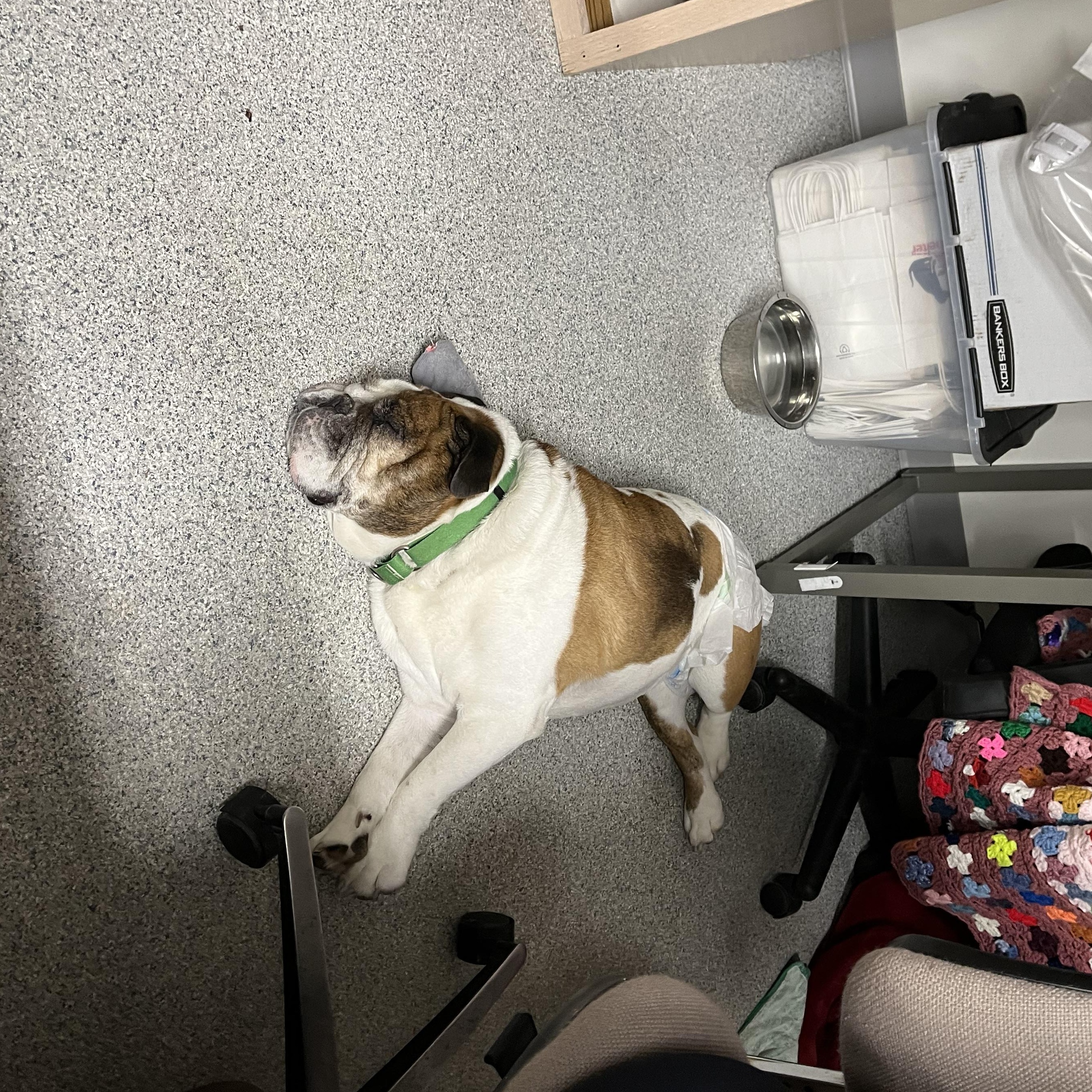 Isley (Eye-lee), an adoptable Bulldog in Cherryfield, ME image 3/4