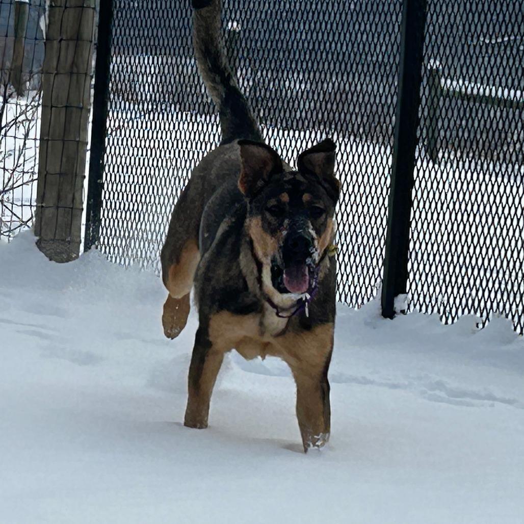 Ginger (26-031), Adoptable, Young Female German Shepherd Dog.