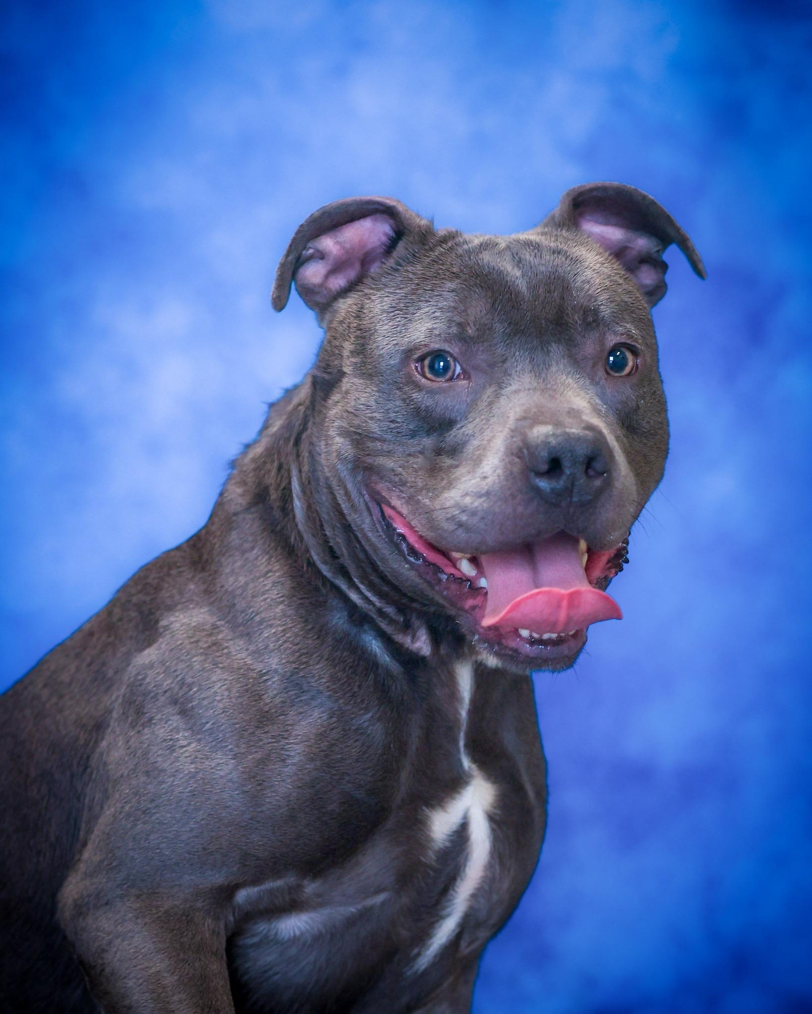 TANNER (0443), ADOPTABLE, Young Male Pit Bull Terrier.