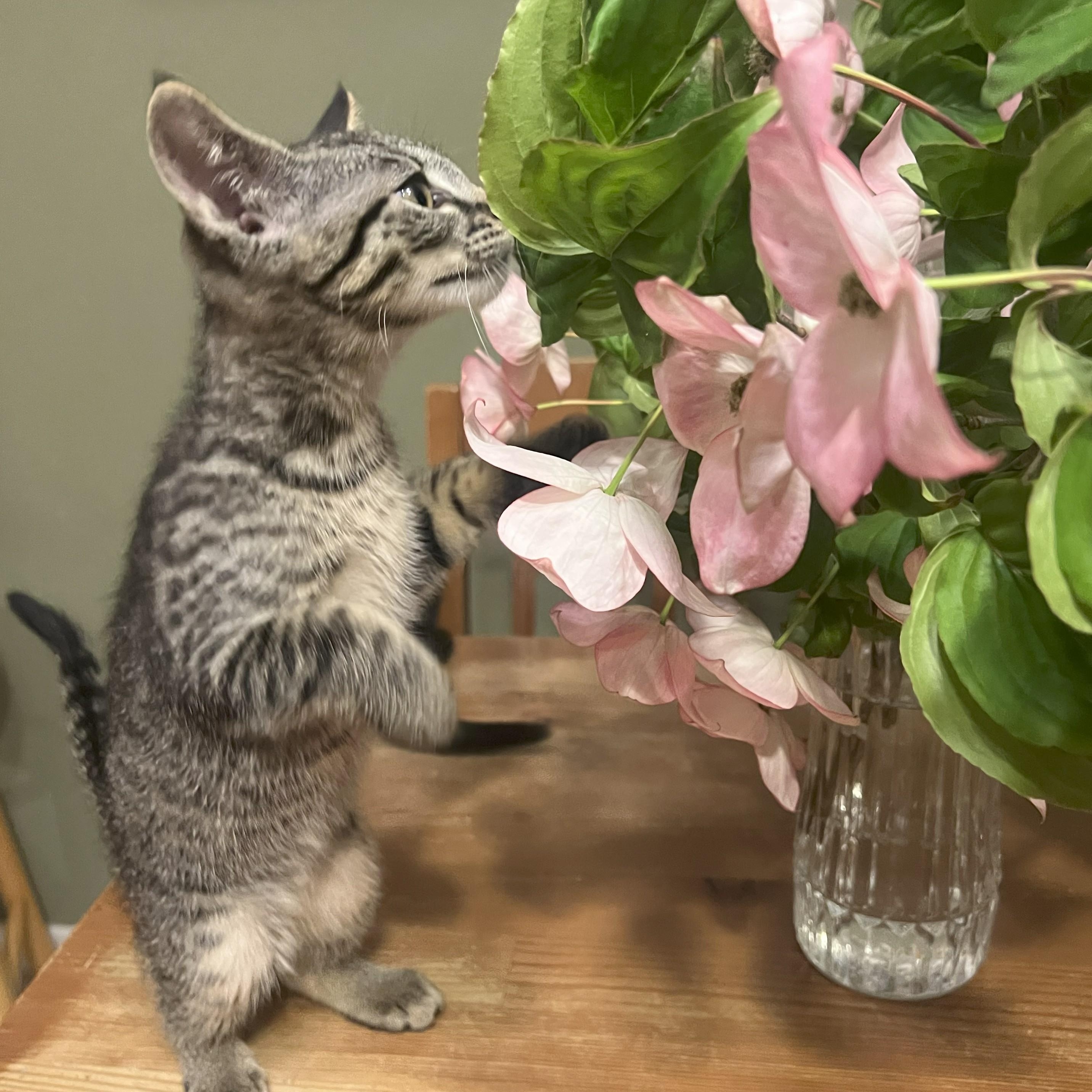 Mochi is a beautiful taupe black-striped tabby girl If an Egyptian goddess were incarnated in toda