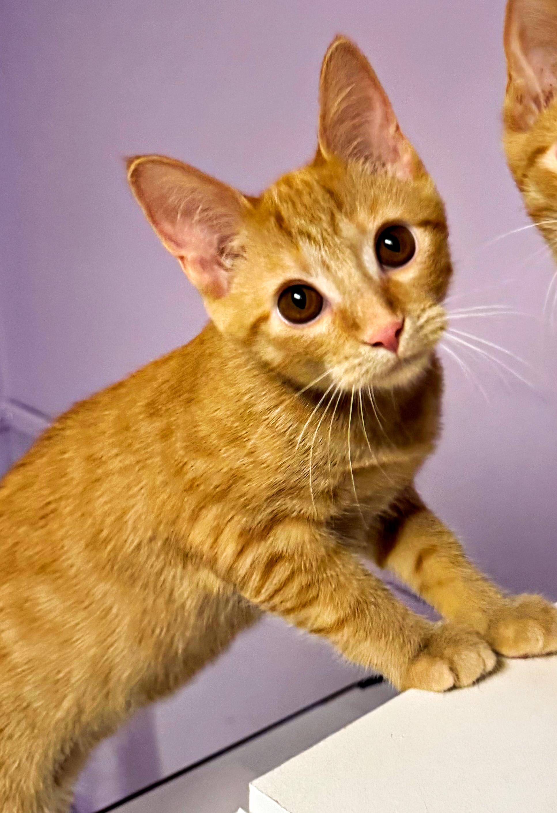 Ginger Snap, adopted, Kitten Female Domestic Short Hair.