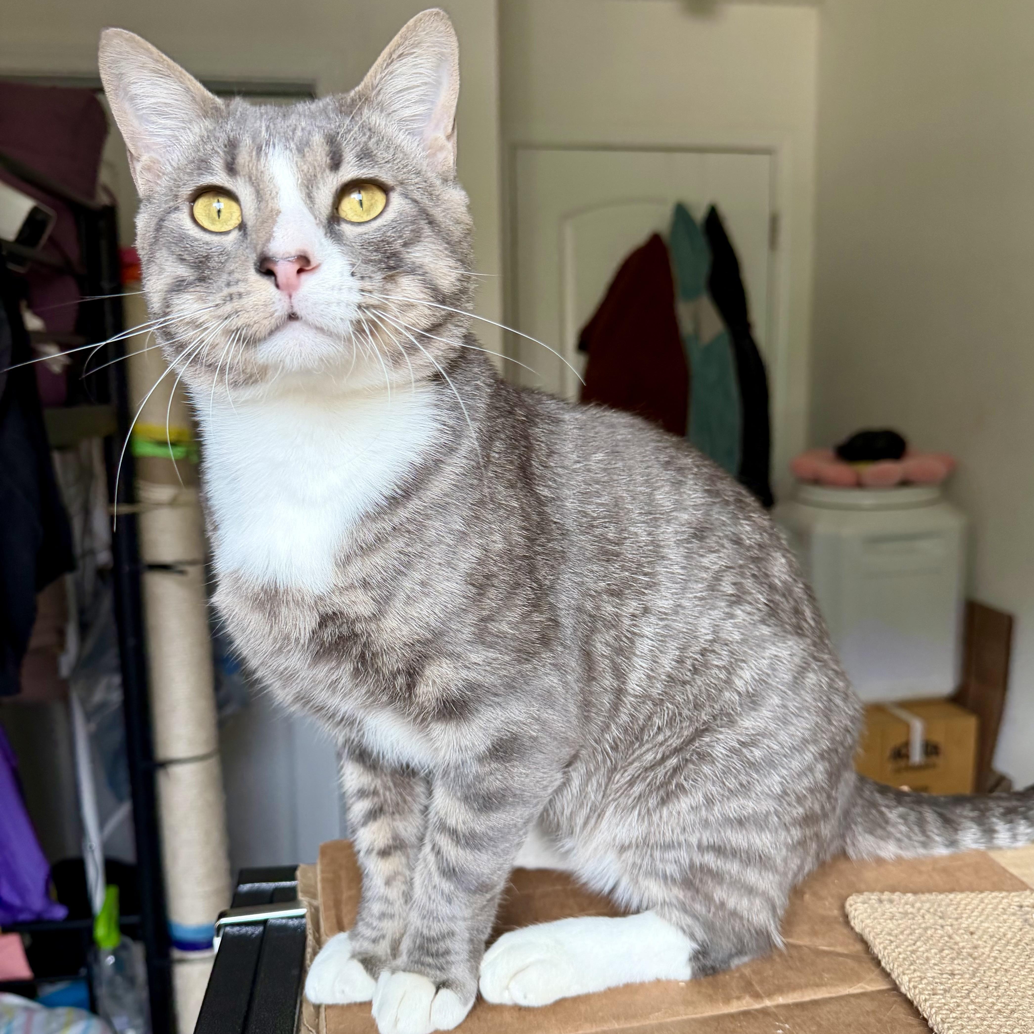 Enlarge Napoleon, a Adoptable Domestic Short Hair in Decatur, GA image 2/4