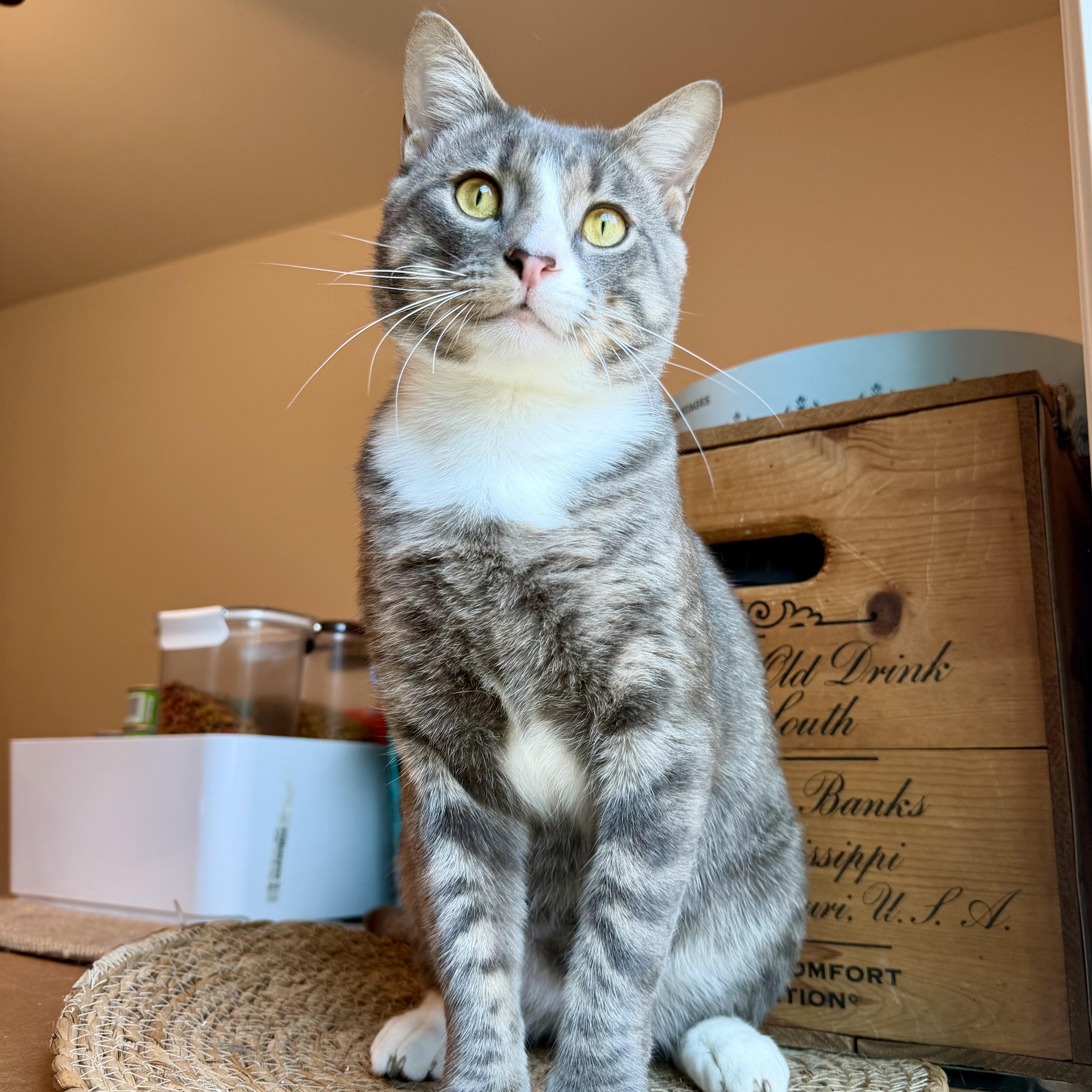 Napoleon, Adoptable, Young Male Domestic Short Hair.