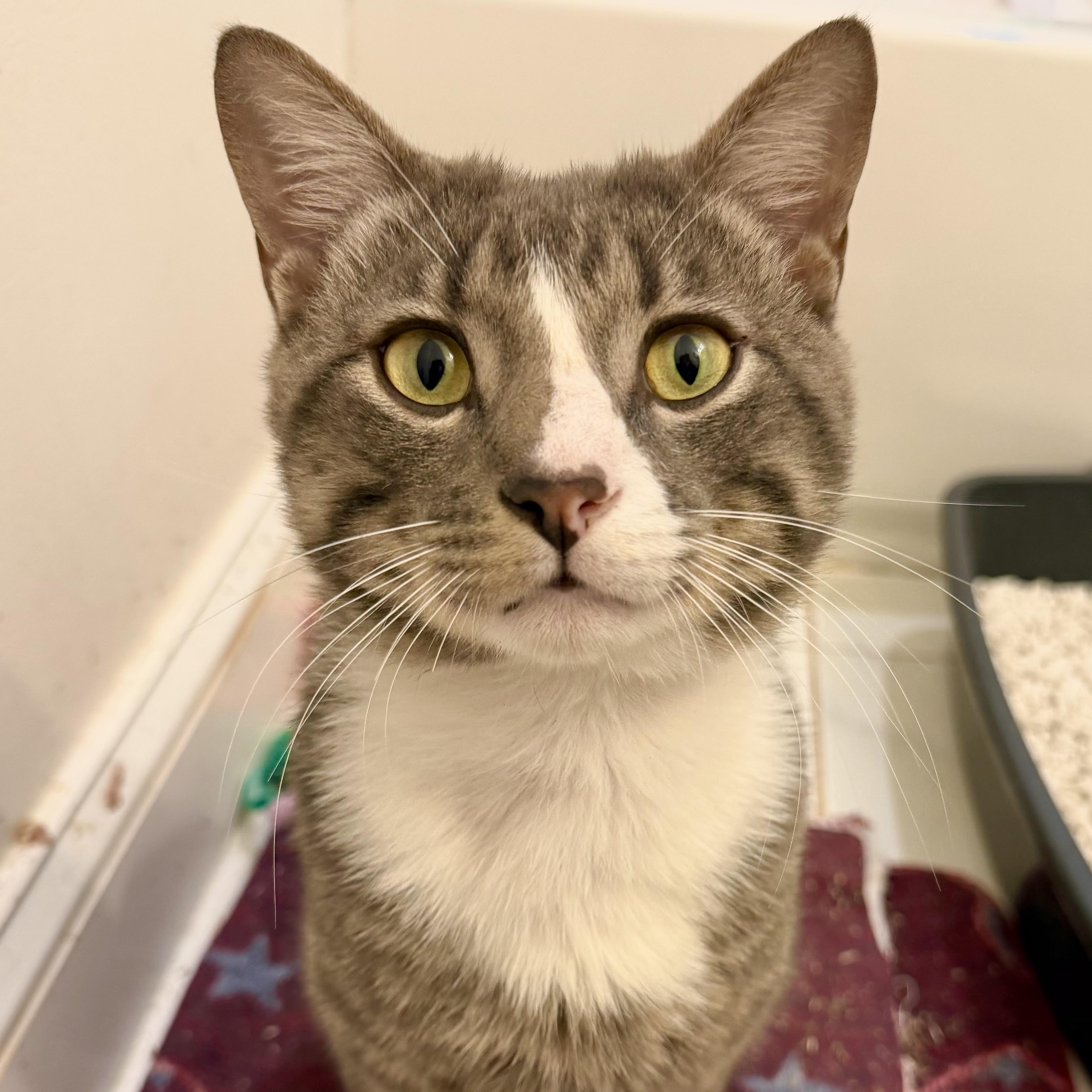 Enlarge Napoleon, a Adoptable Domestic Short Hair in Decatur, GA image 4/4