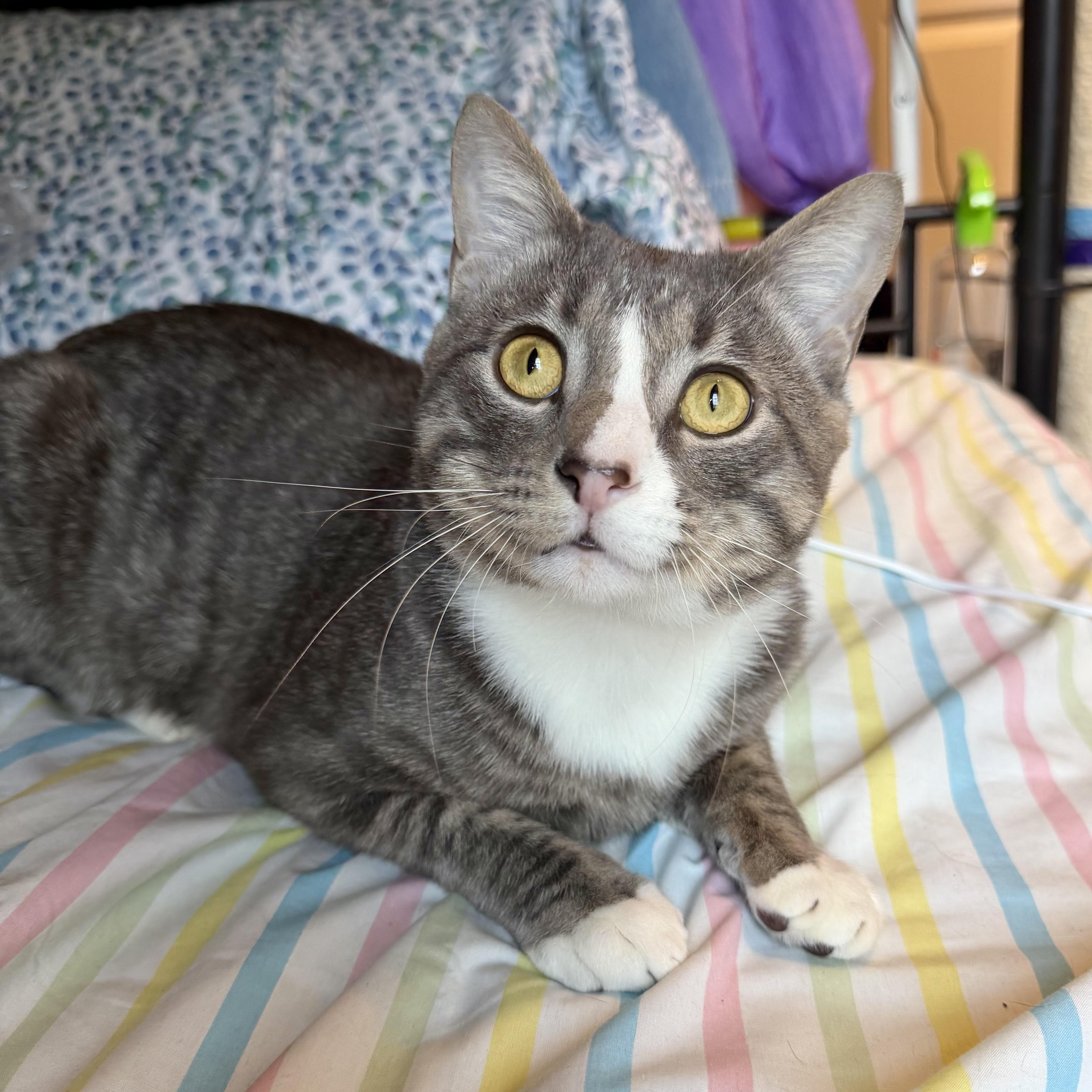 Enlarge Napoleon, a Adoptable Domestic Short Hair in Decatur, GA image 3/4