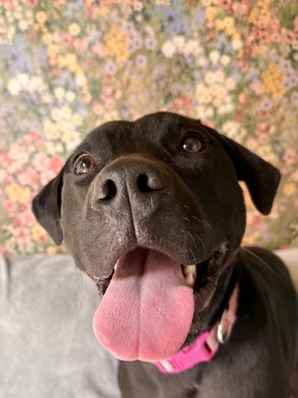 Enlarge Cuddle, a ADOPTABLE mixed breed in Bellingham, WA image 3/6