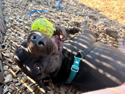 Enlarge Cuddle, a ADOPTABLE mixed breed in Bellingham, WA image 4/6