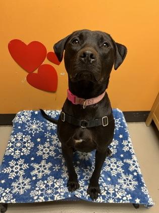 Enlarge Cuddle, a ADOPTABLE mixed breed in Bellingham, WA image 2/2