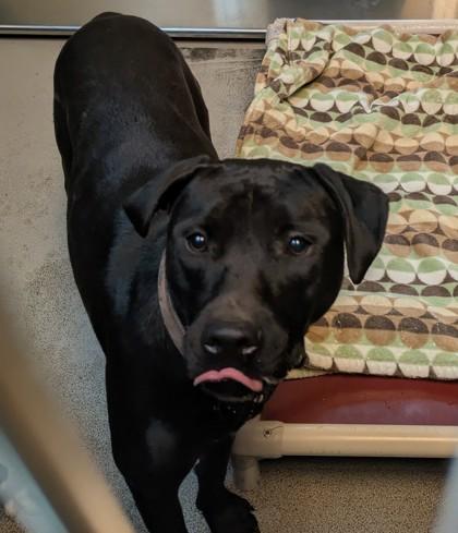 Enlarge Cuddle, a ADOPTABLE mixed breed in Bellingham, WA image 5/6