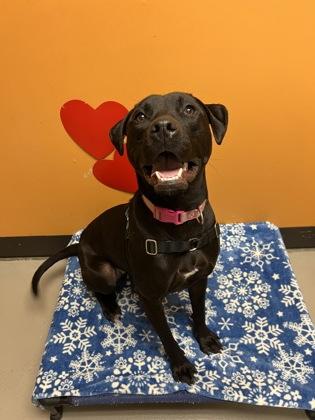 Enlarge Cuddle, a ADOPTABLE mixed breed in Bellingham, WA image 1/2