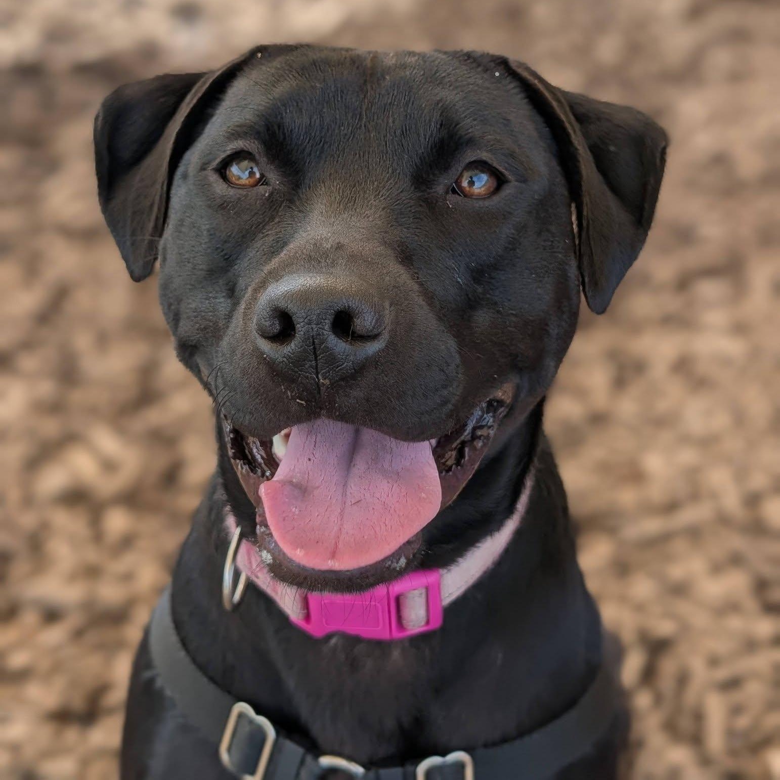 Enlarge Cuddle, a ADOPTABLE mixed breed in Bellingham, WA image 1/6