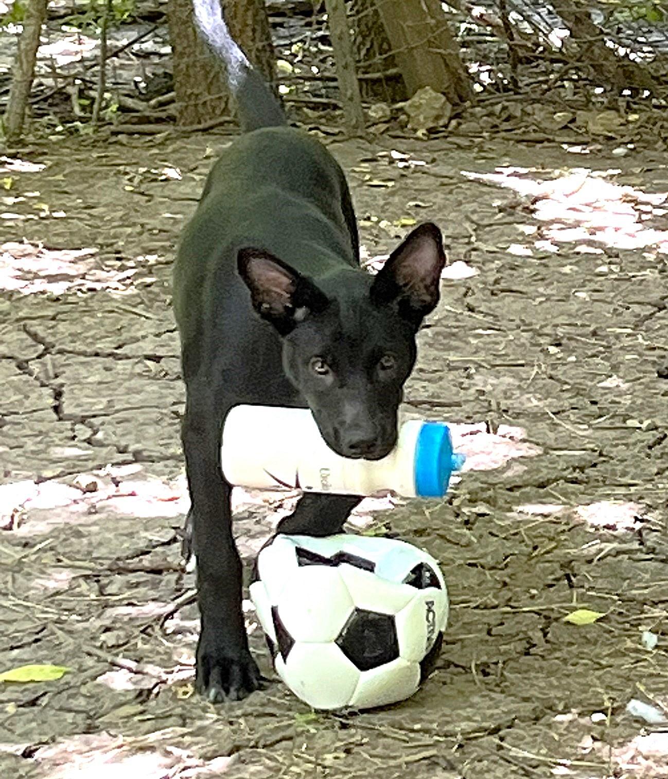 Nola g, a ADOPTABLE mixed breed in Godley, TX image 1/6