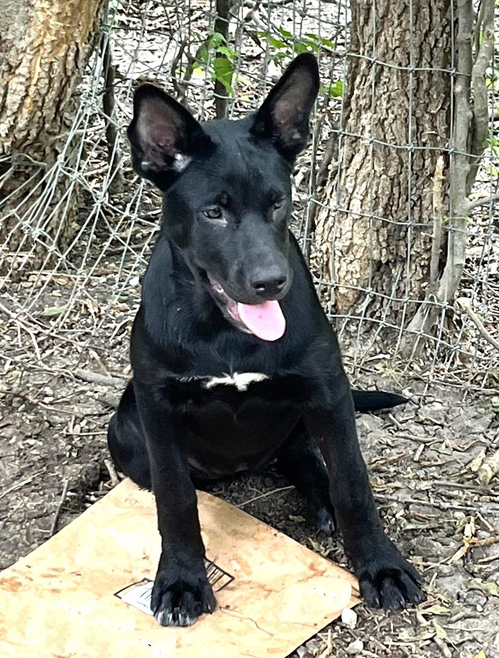 Nola g, a ADOPTABLE mixed breed in Godley, TX image 2/6