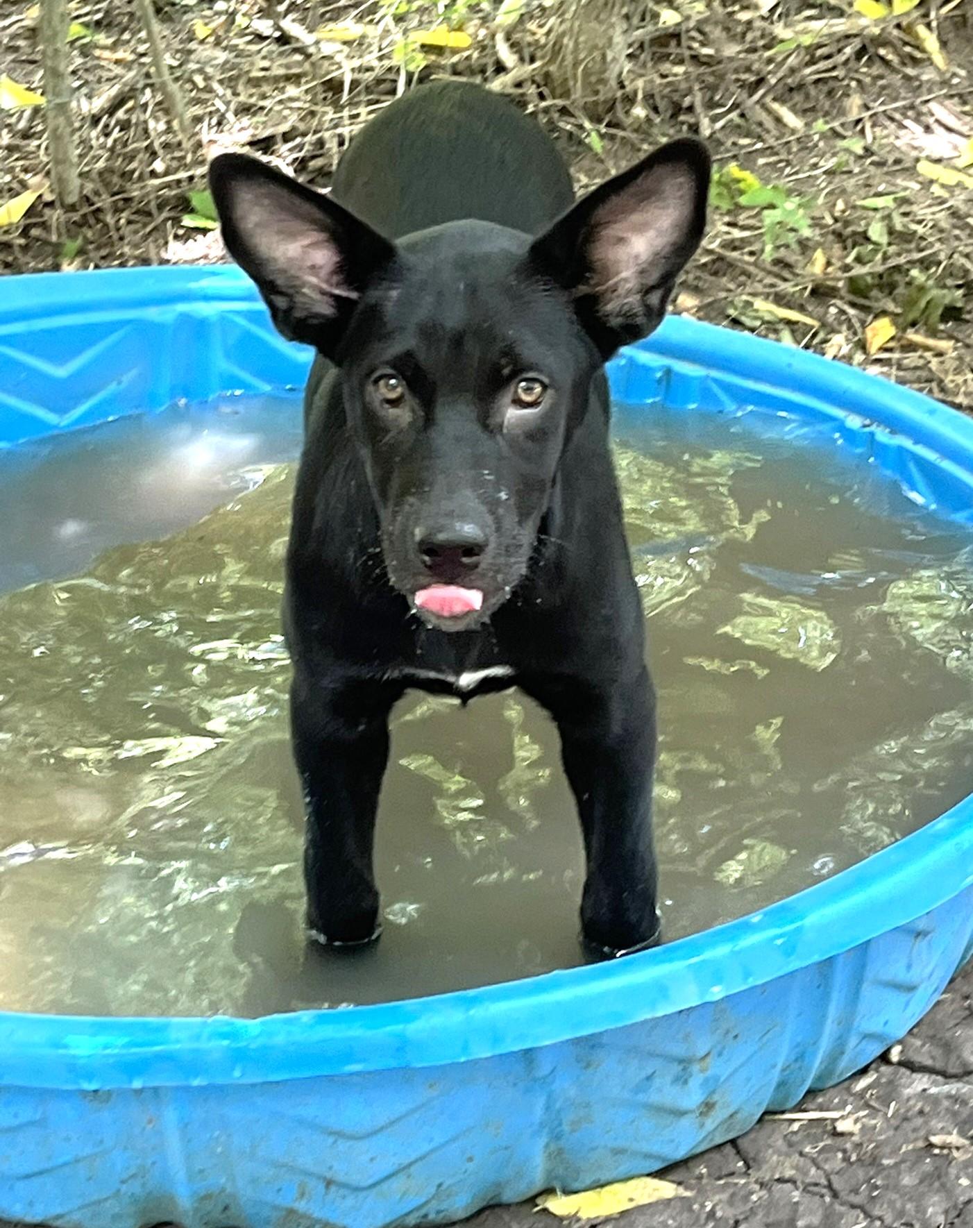 Nola g, a ADOPTABLE mixed breed in Godley, TX image 4/6