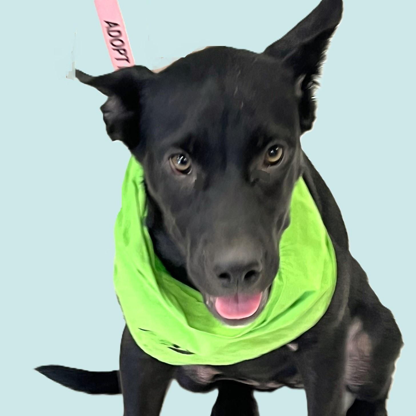 Nola g, a ADOPTABLE mixed breed in Godley, TX image 6/6