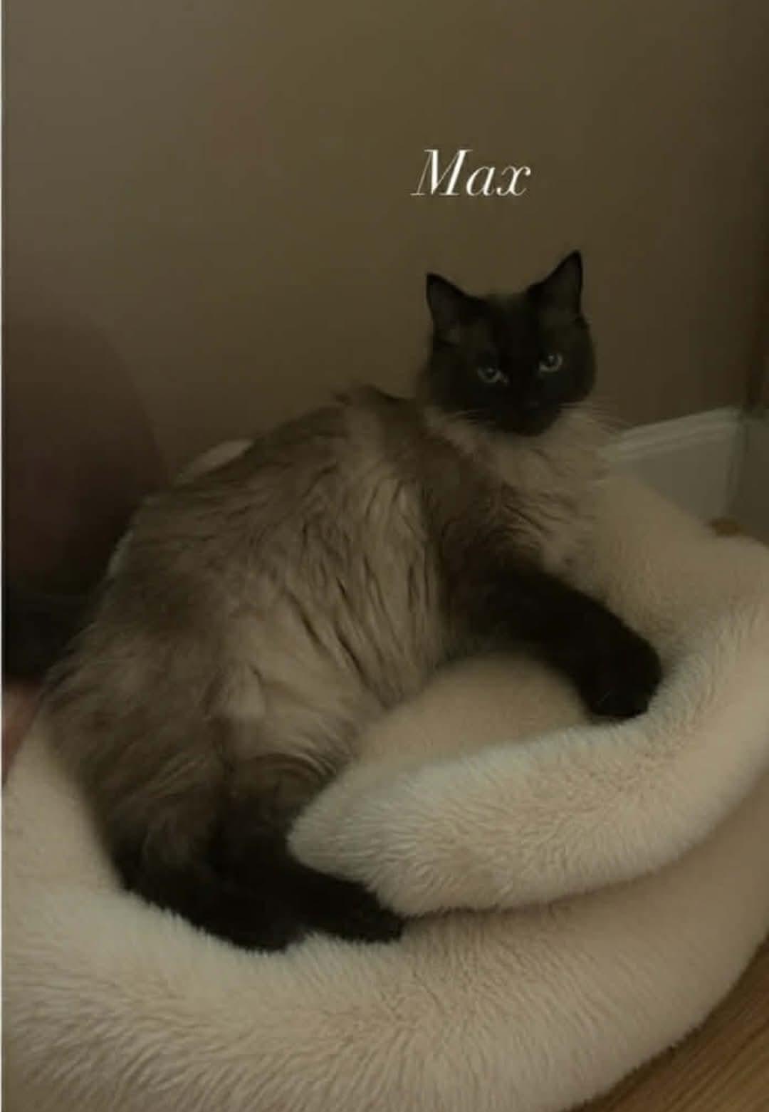 Max, Adoptable, Senior Male Siamese.