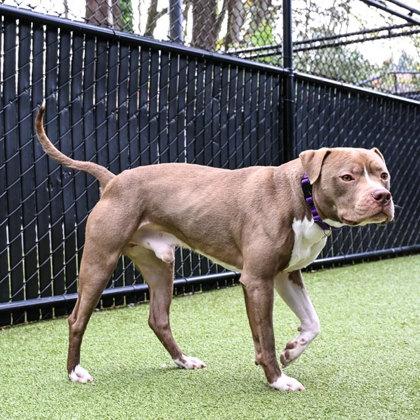 Archie, Adoptable, Adult Male Pit Bull Terrier & Mixed Breed.