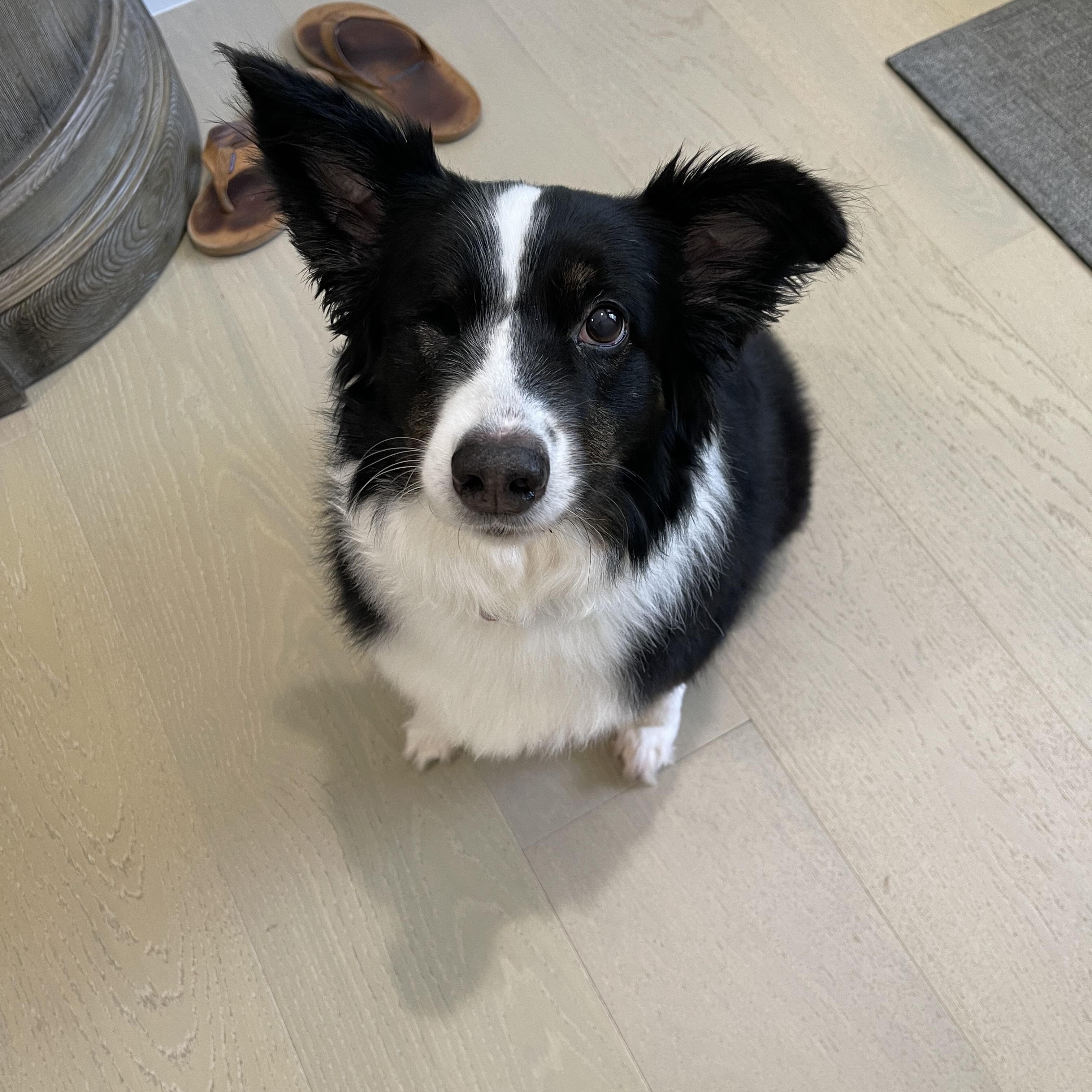 Daisy, Adoptable, Adult Female Border Collie.