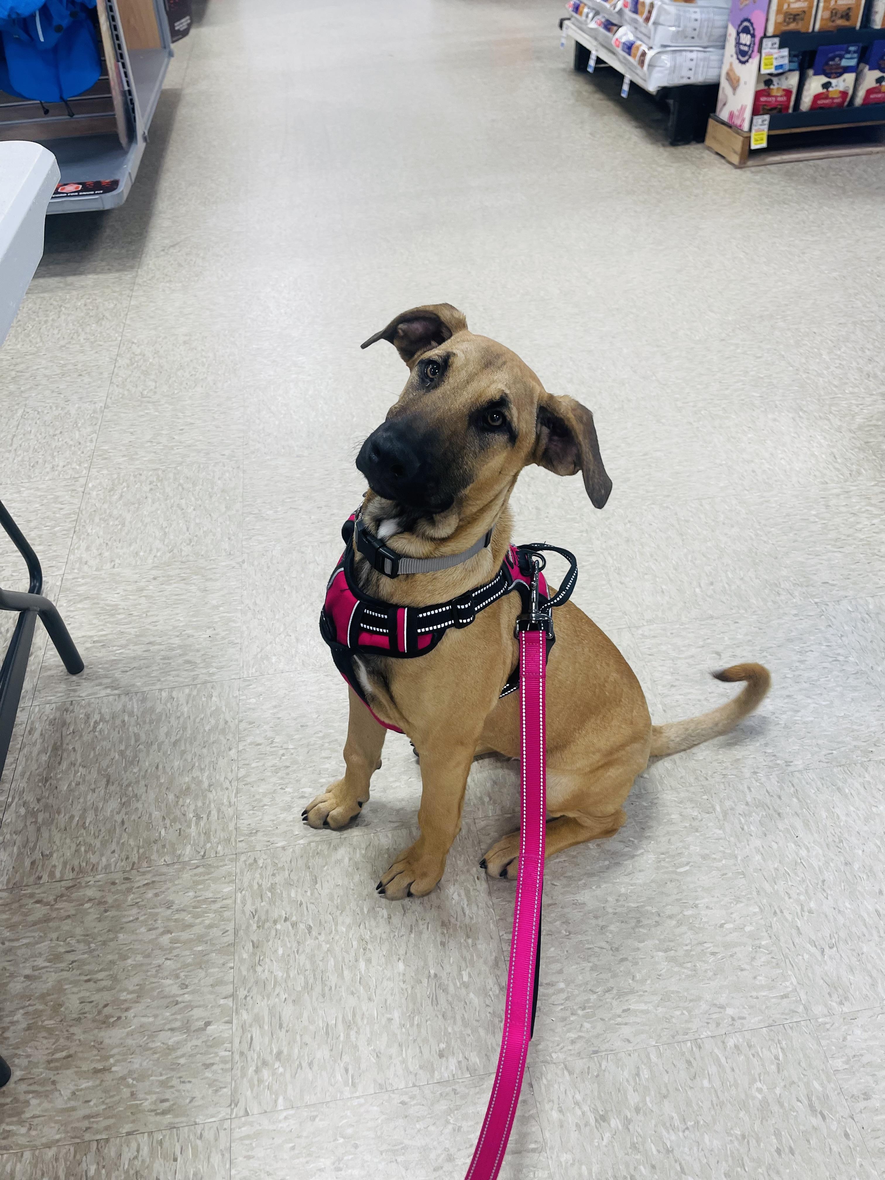Bianca , ADOPTABLE, Young Female Black Mouth Cur & Boxer.