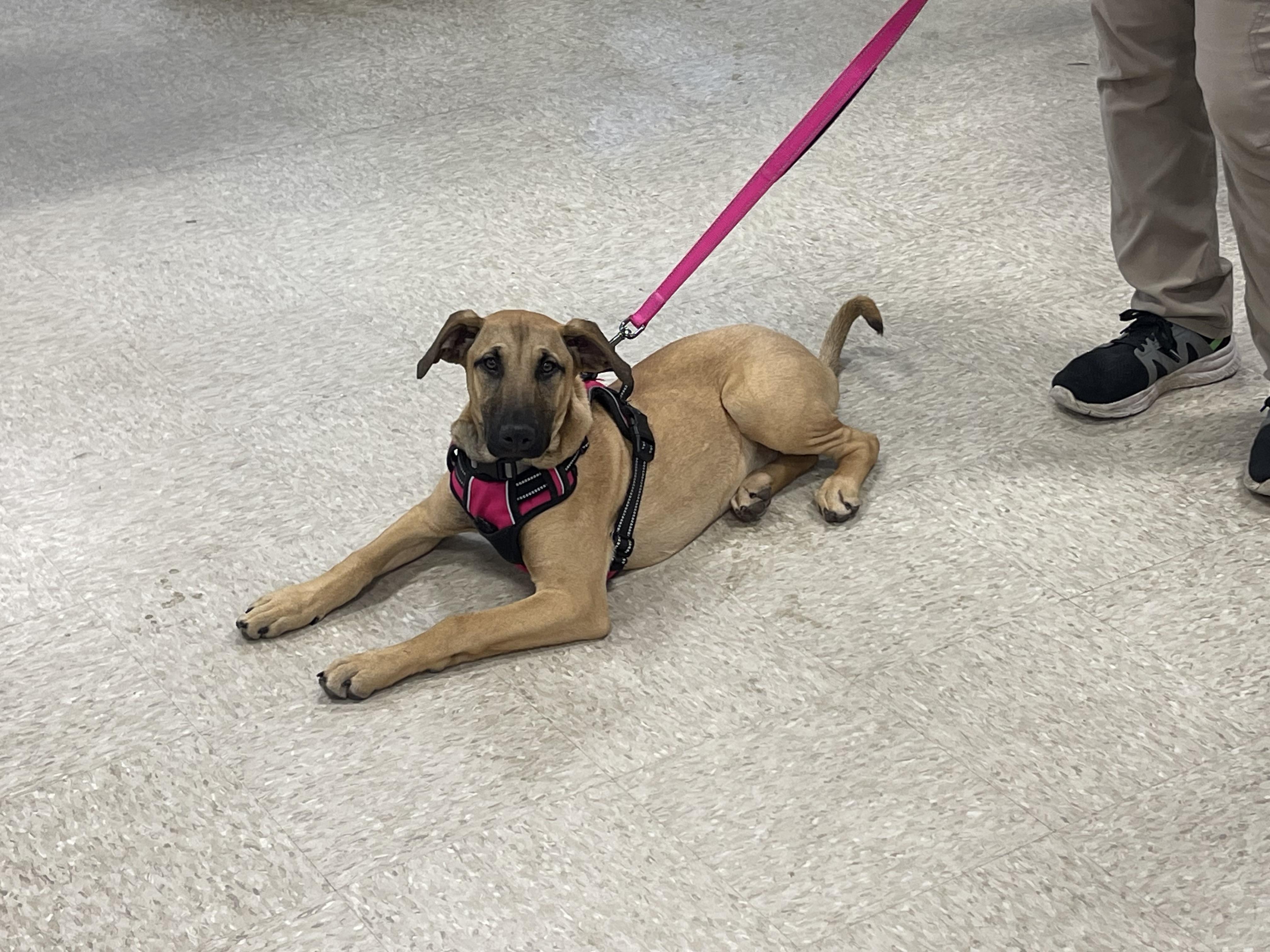Bianca , a ADOPTABLE mixed breed in Winter, WI image 3/3