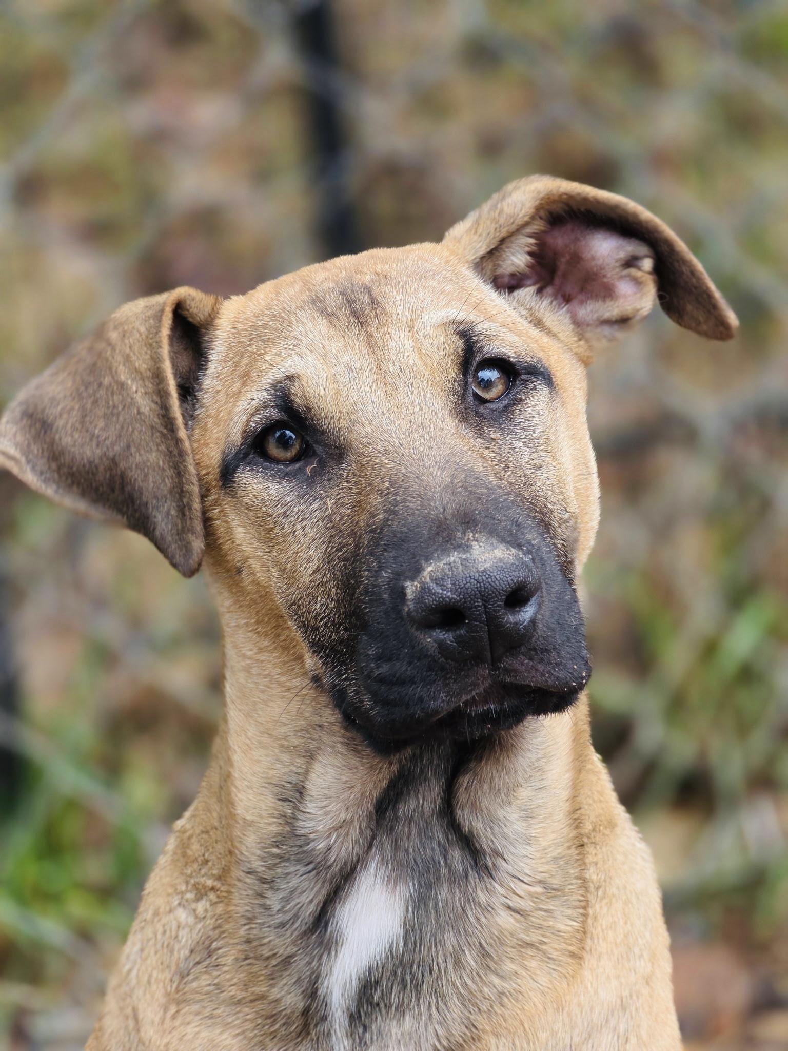 Enlarge Bianca , a ADOPTABLE mixed breed in Winter, WI image 1/2