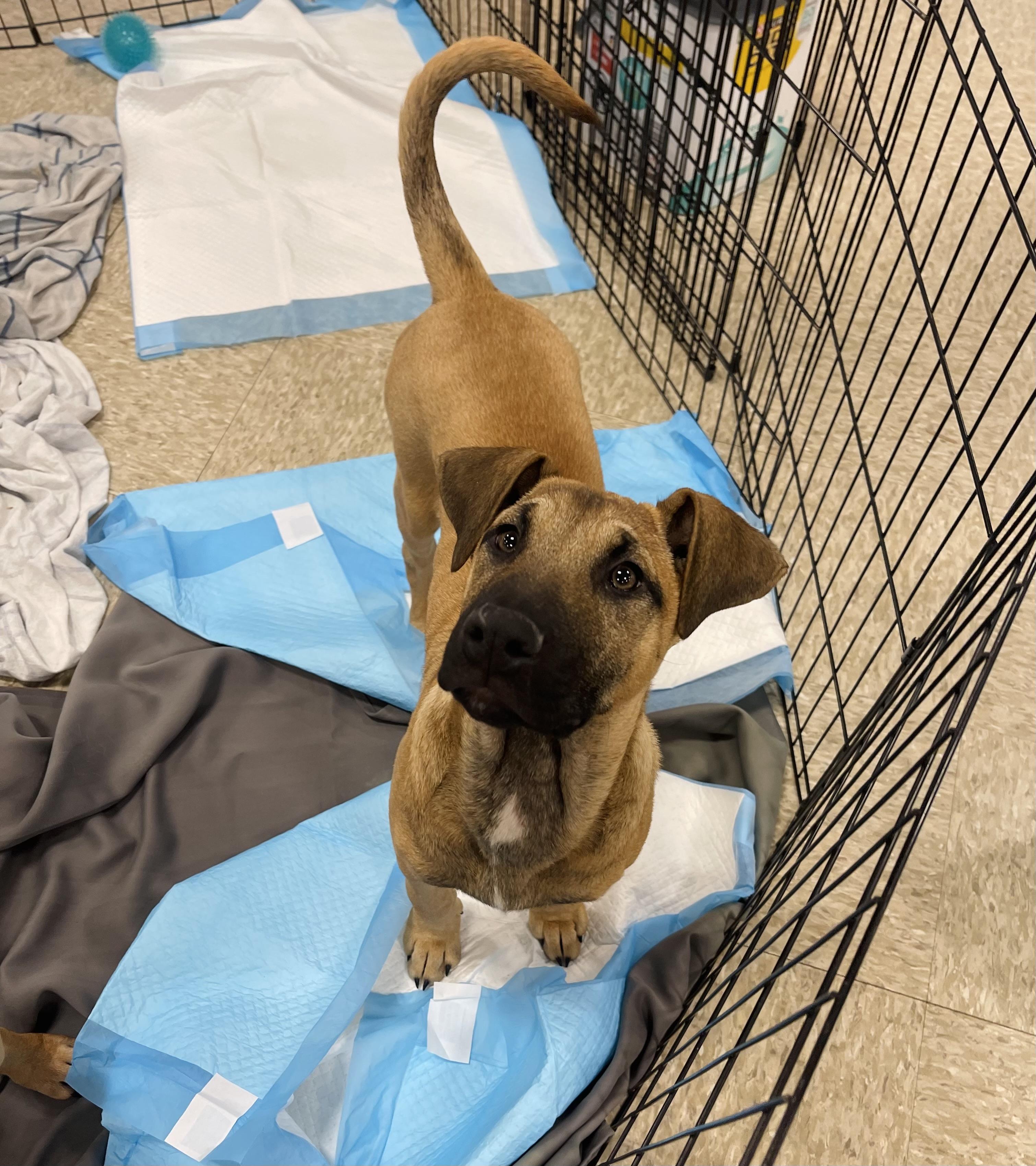 Enlarge Bianca , a ADOPTABLE mixed breed in Winter, WI image 2/2