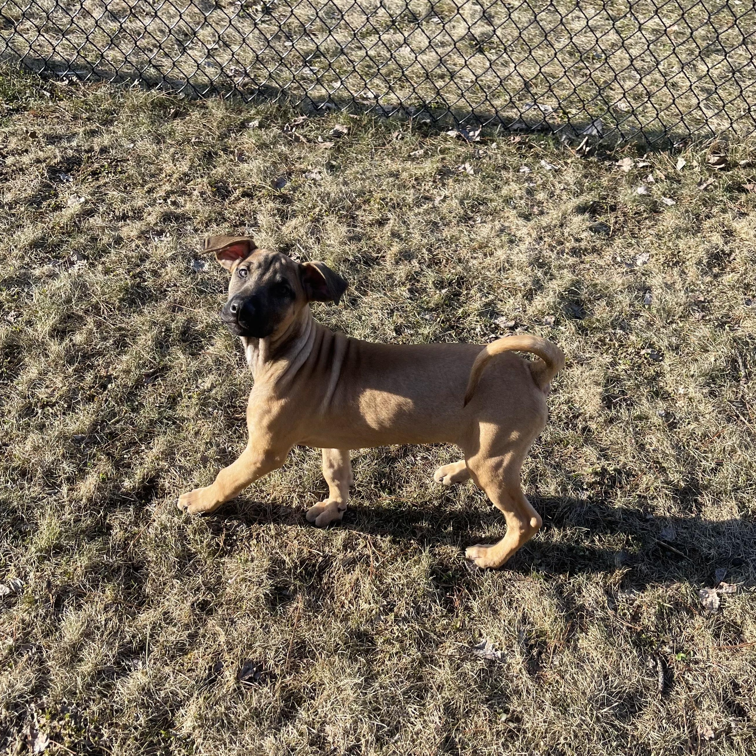 Enlarge Bianca , a ADOPTABLE mixed breed in Winter, WI image 1/2