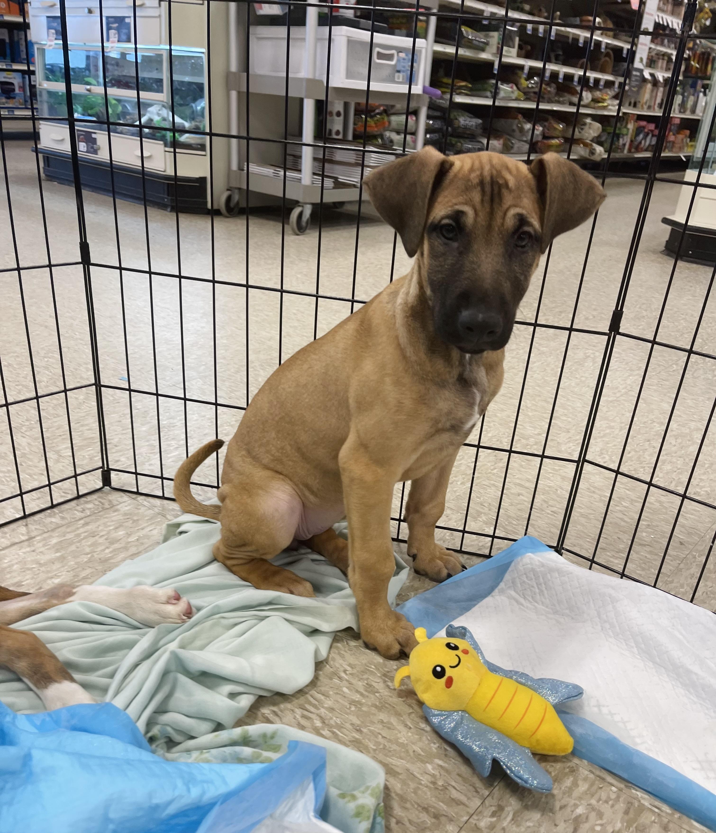 Enlarge Bianca , a ADOPTABLE mixed breed in Winter, WI image 2/2