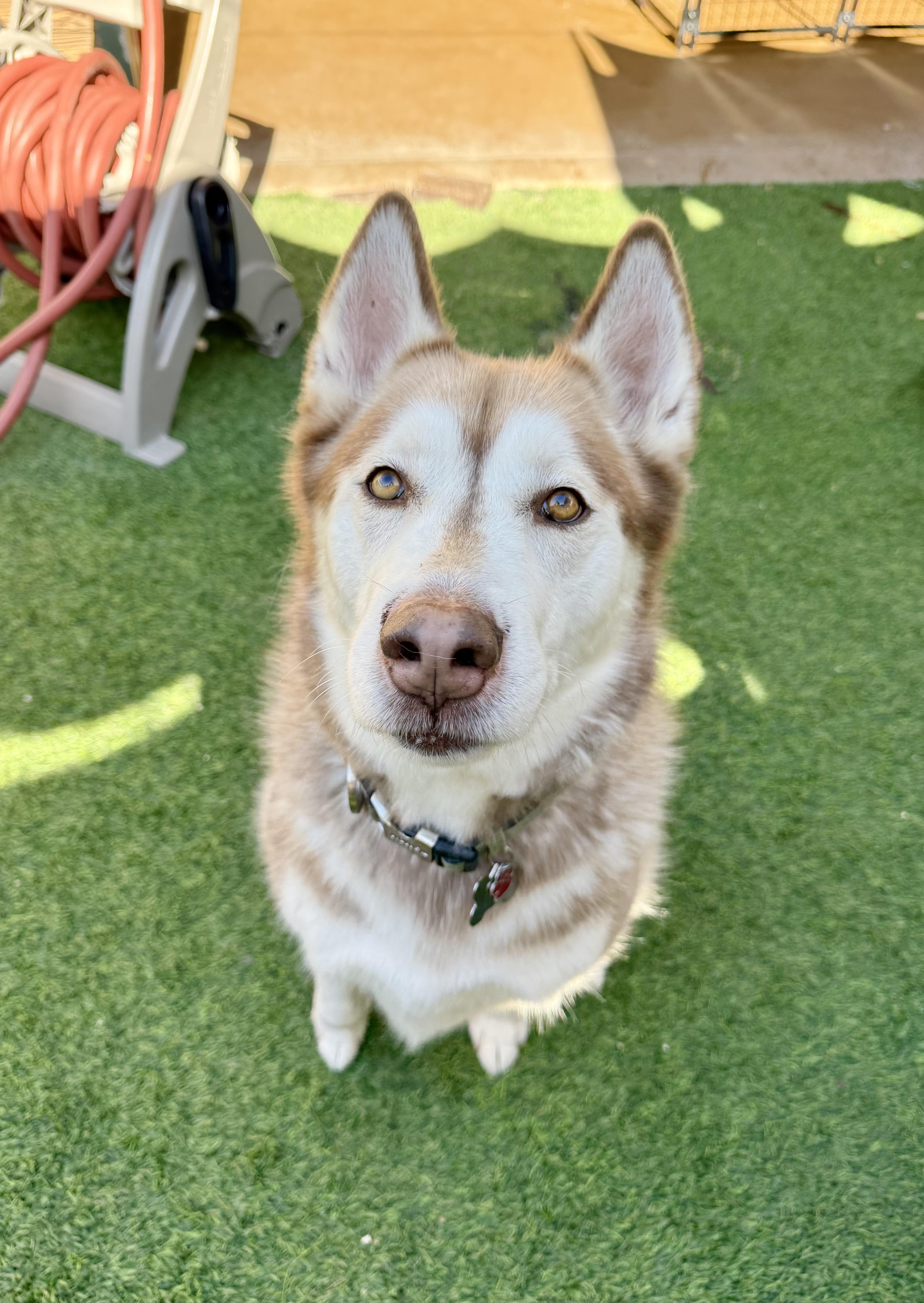 Enlarge King, a ADOPTABLE Husky in Agoura Hills, CA image 1/6