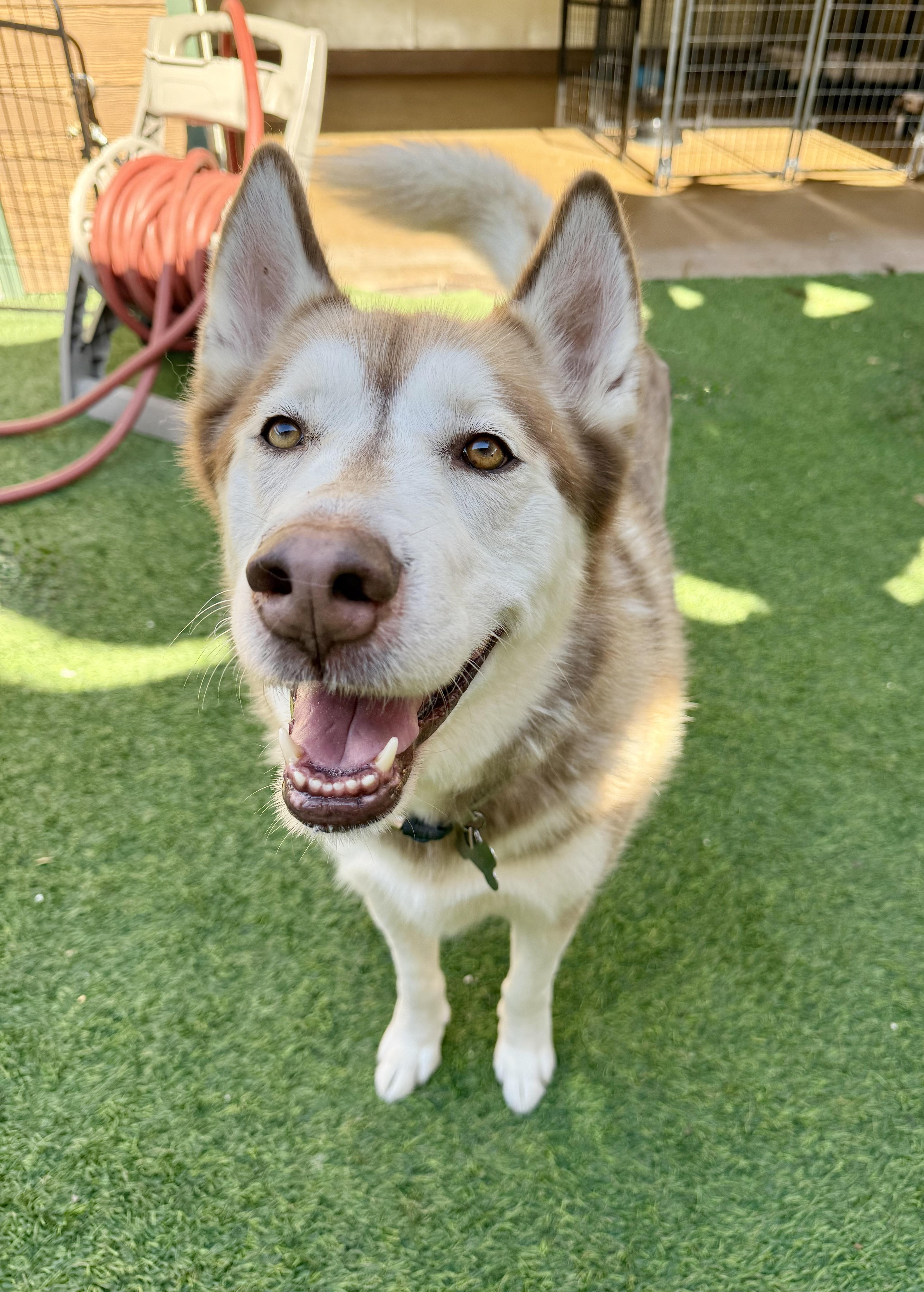 Enlarge King, a ADOPTABLE Husky in Agoura Hills, CA image 2/6
