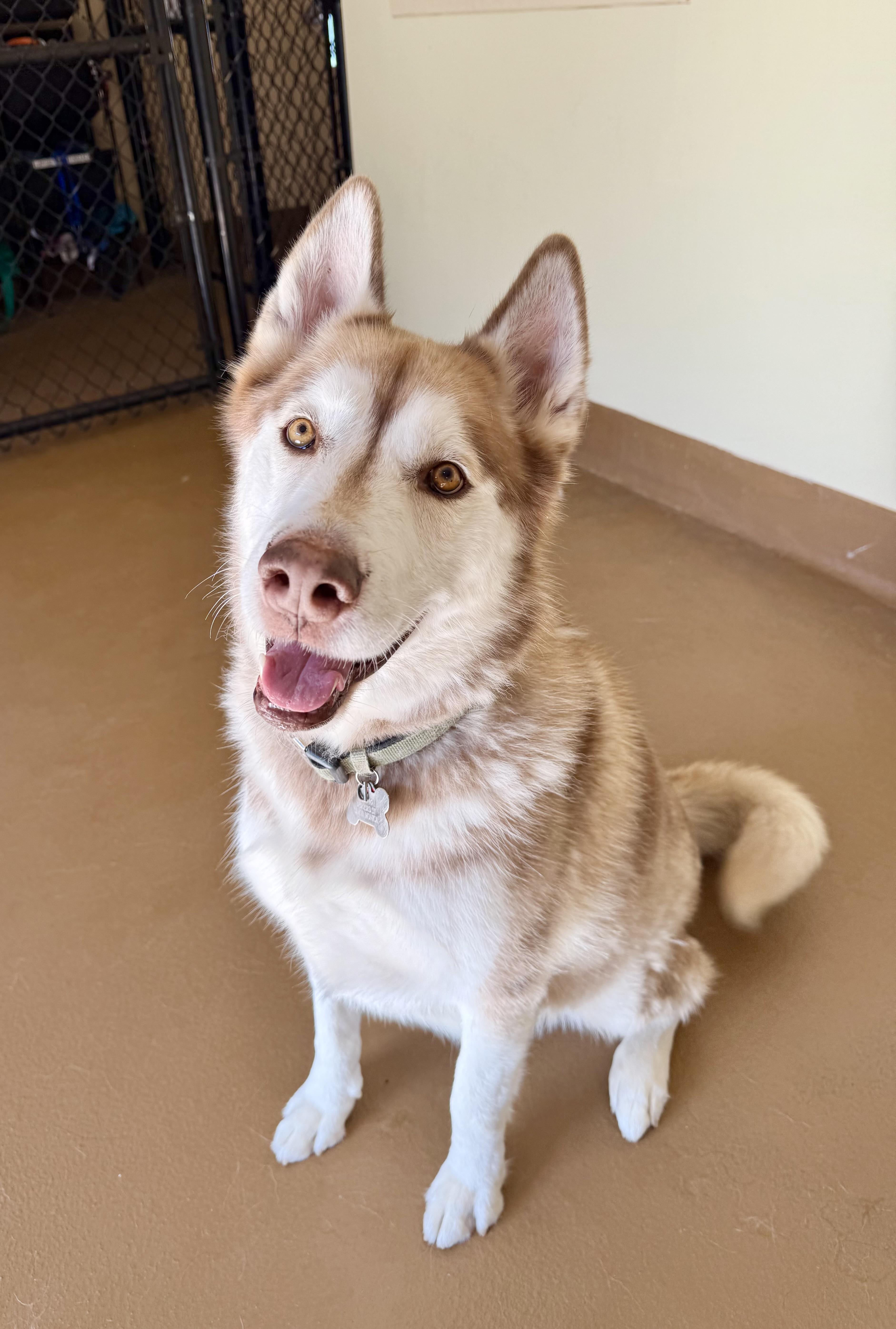 Enlarge King, a ADOPTABLE Husky in Agoura Hills, CA image 3/6