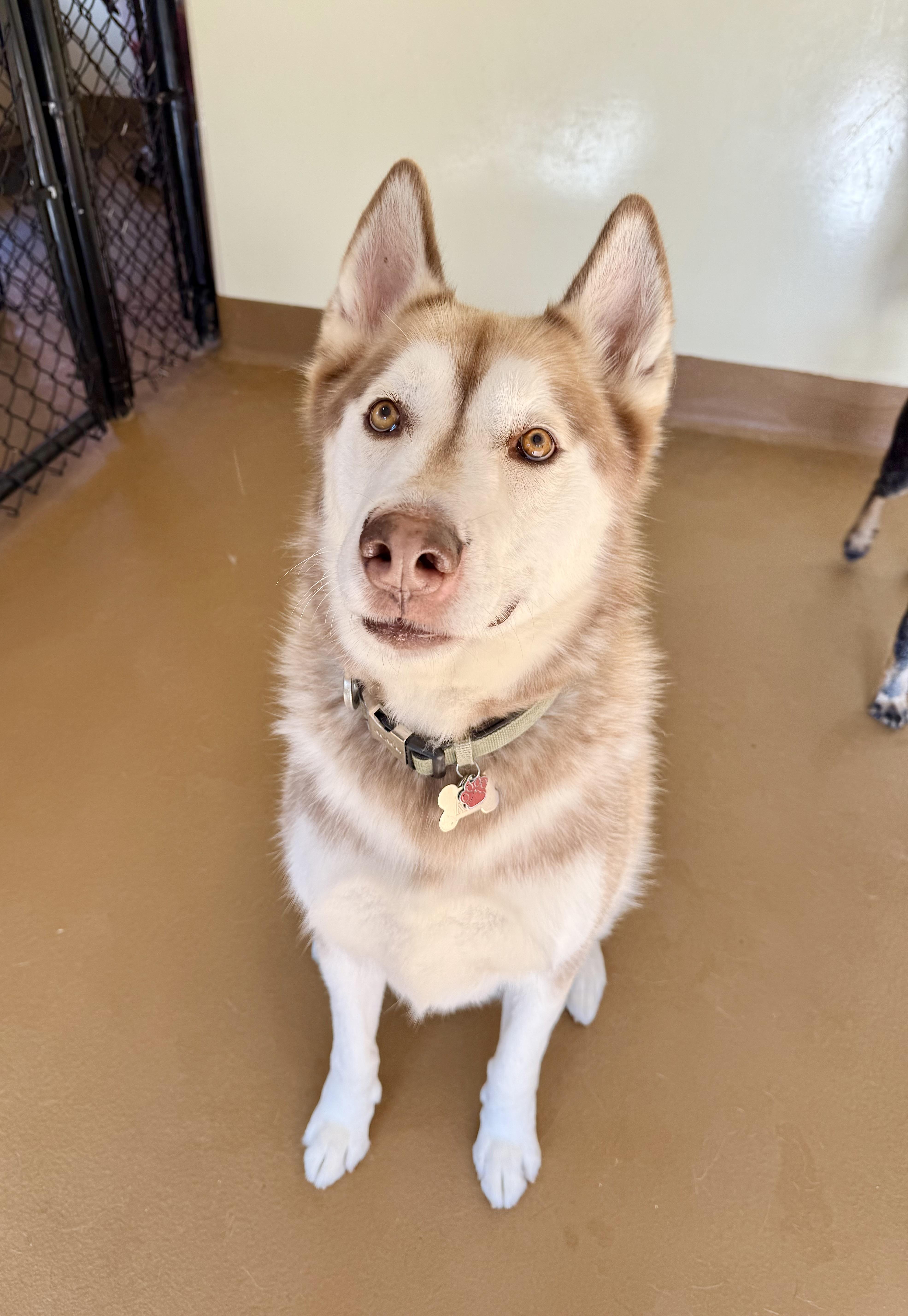 Enlarge King, a ADOPTABLE Husky in Agoura Hills, CA image 4/6