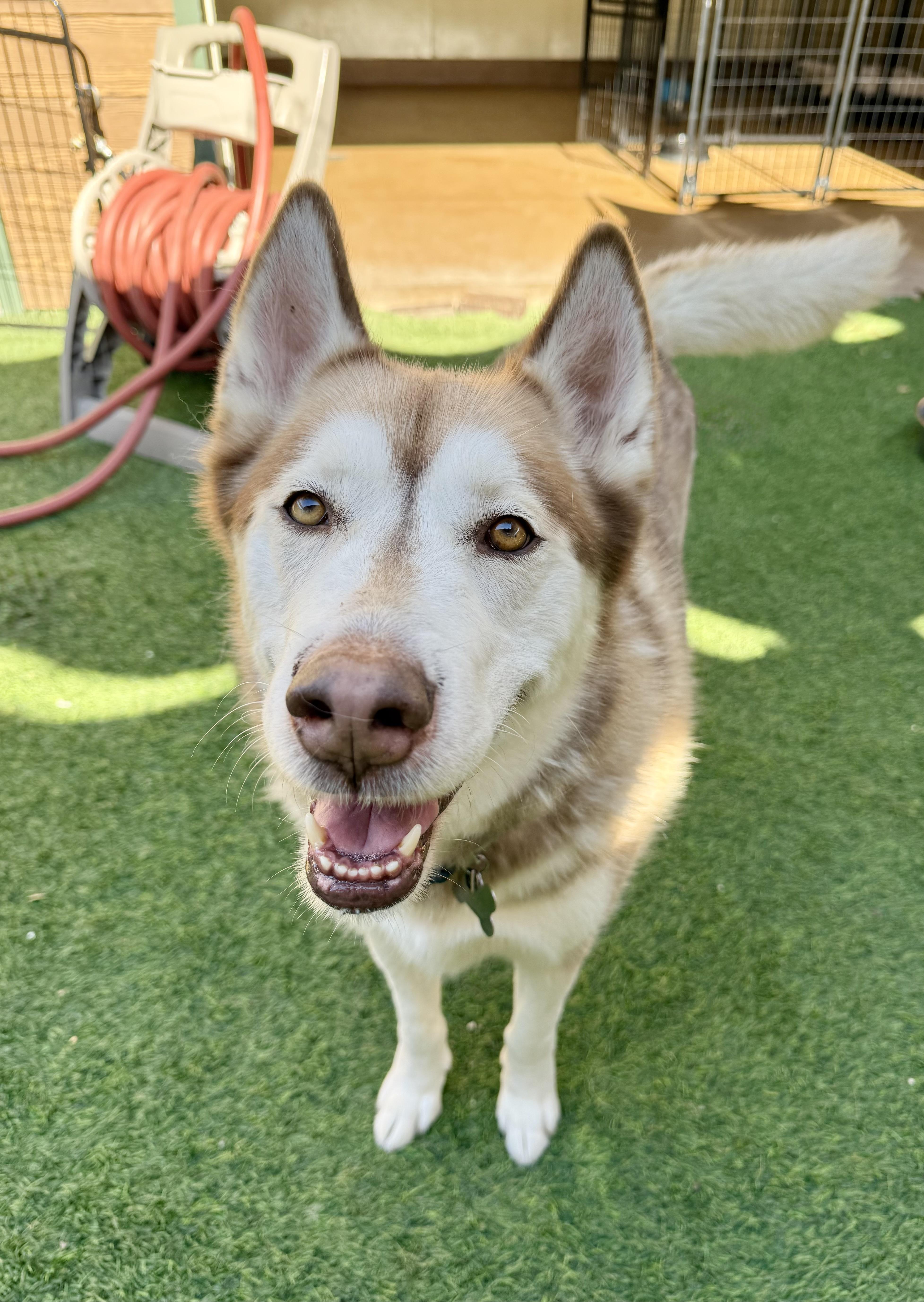 Enlarge King, a ADOPTABLE Husky in Agoura Hills, CA image 5/6