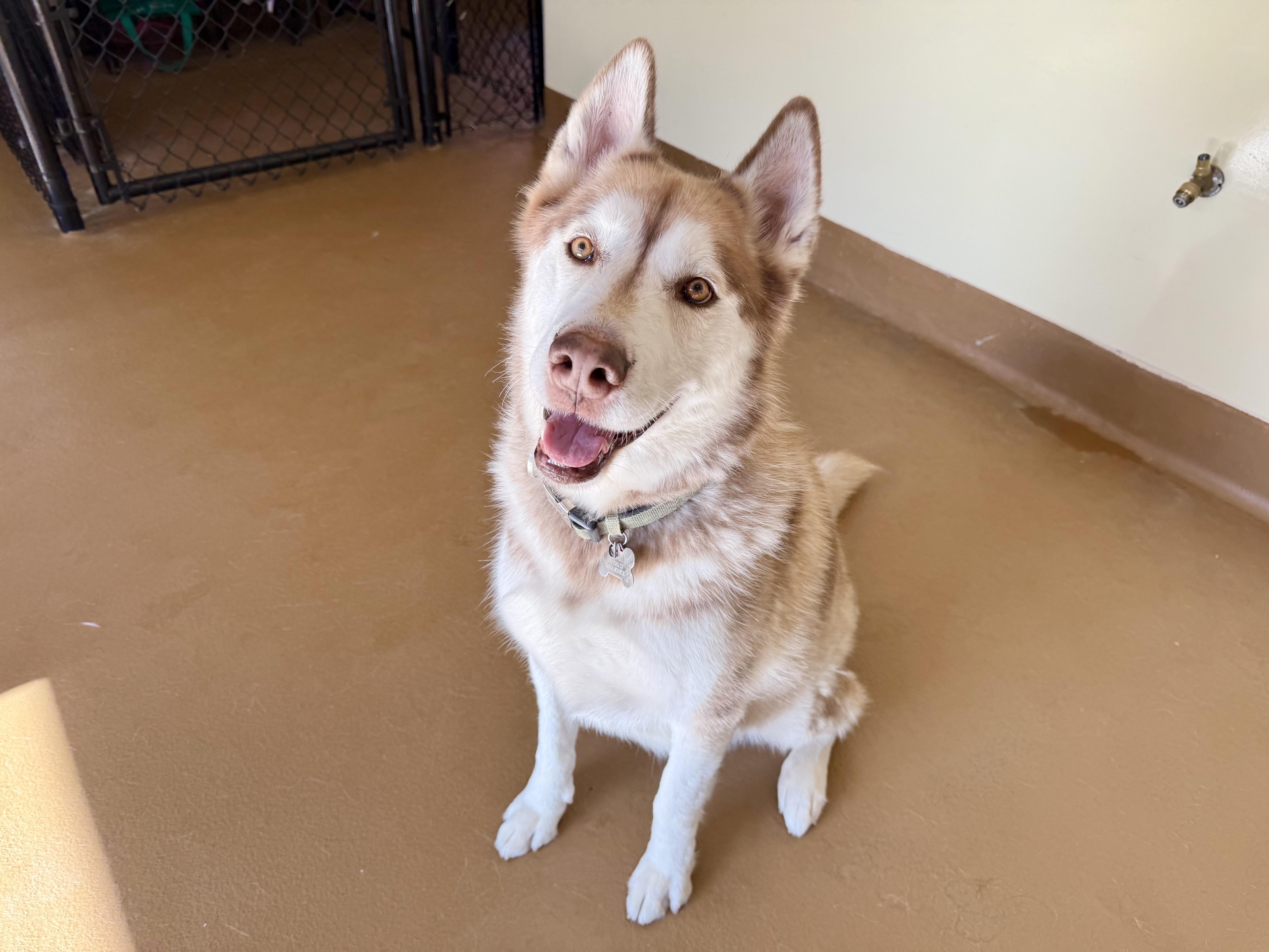 Enlarge King, a ADOPTABLE Husky in Agoura Hills, CA image 6/6