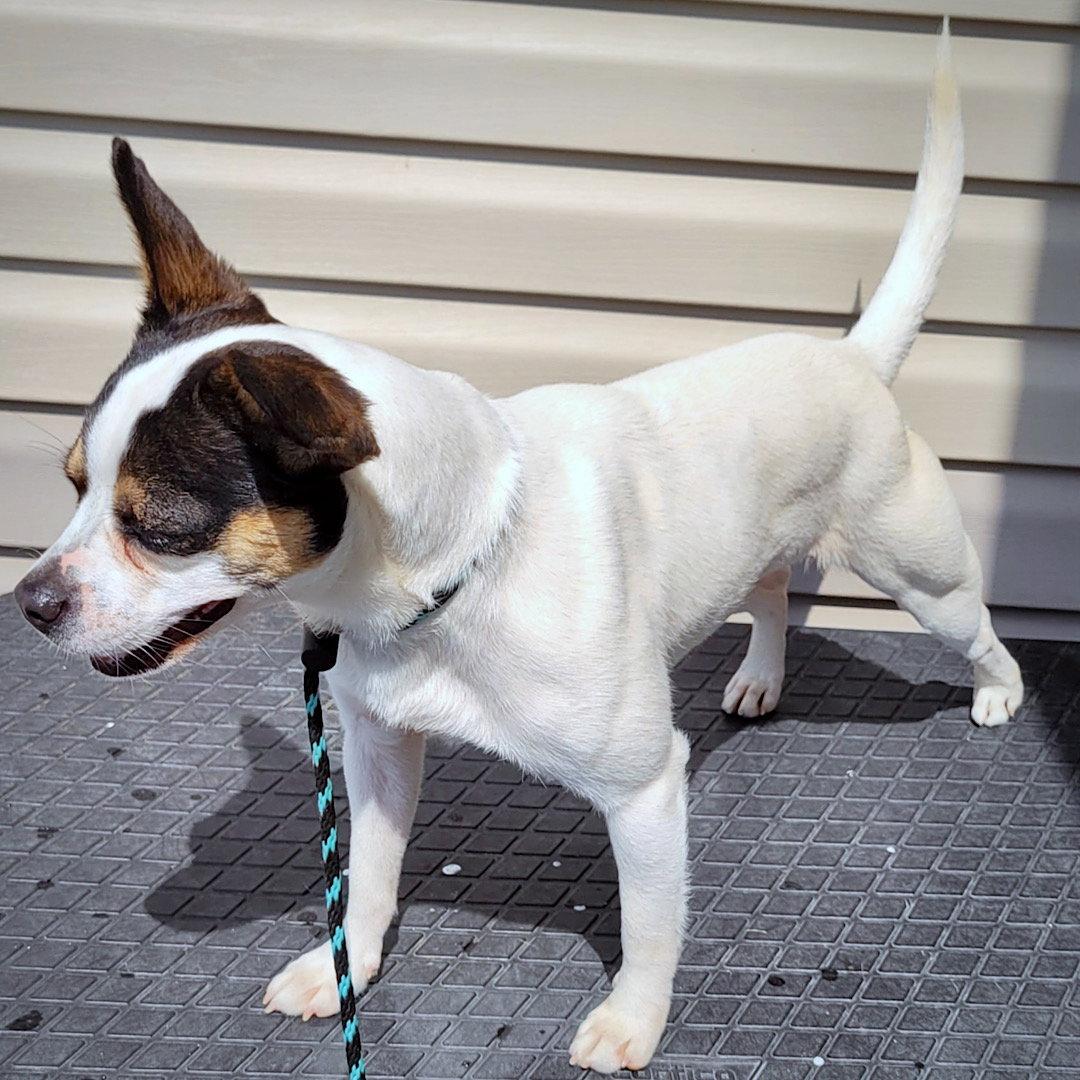 Enlarge Frannie (VA), a Adoptable Rat Terrier in Piney River, VA image 2/3
